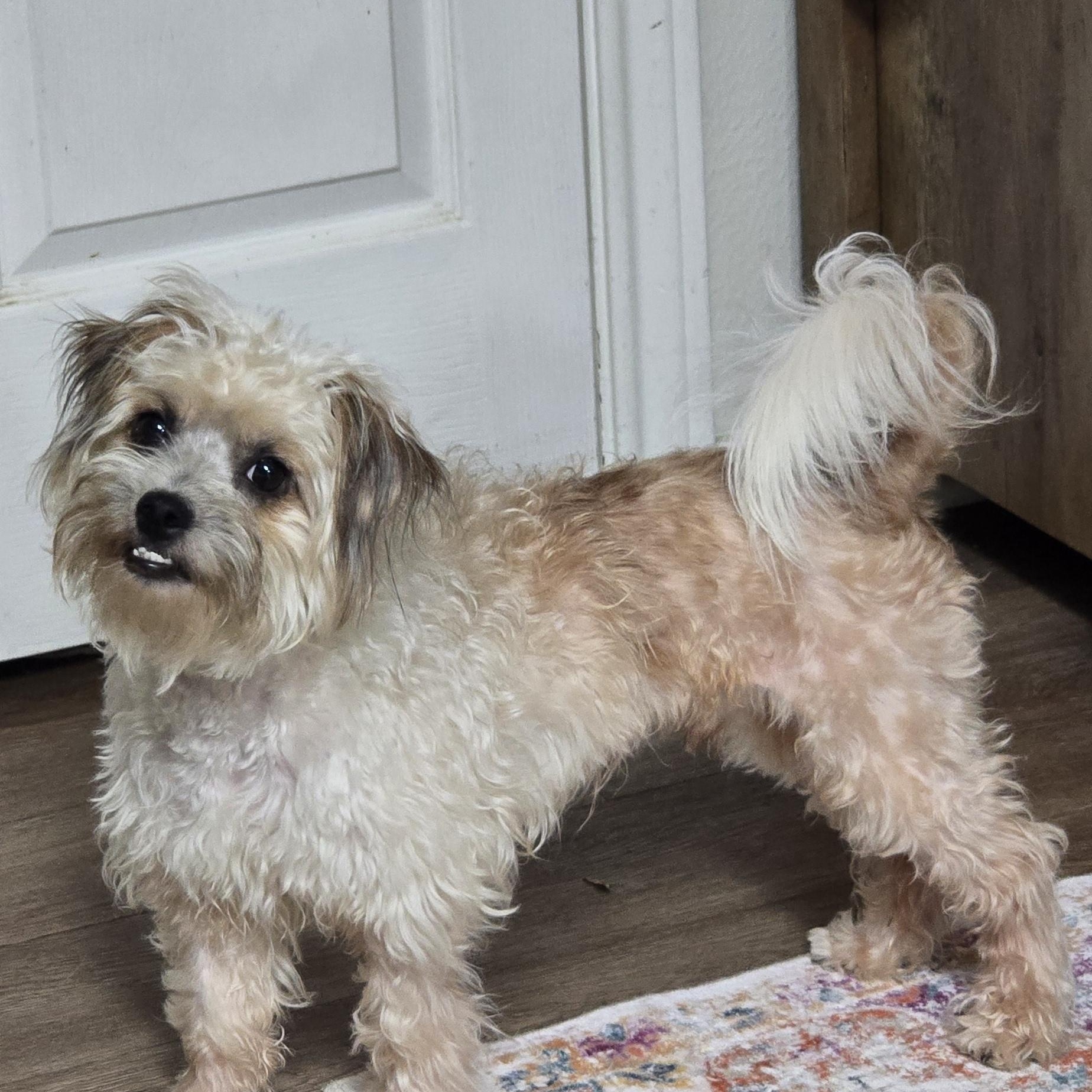 Enlarge Holsinger WV14564-T, a Adoptable mixed breed in Woodinville, WA image 3/4