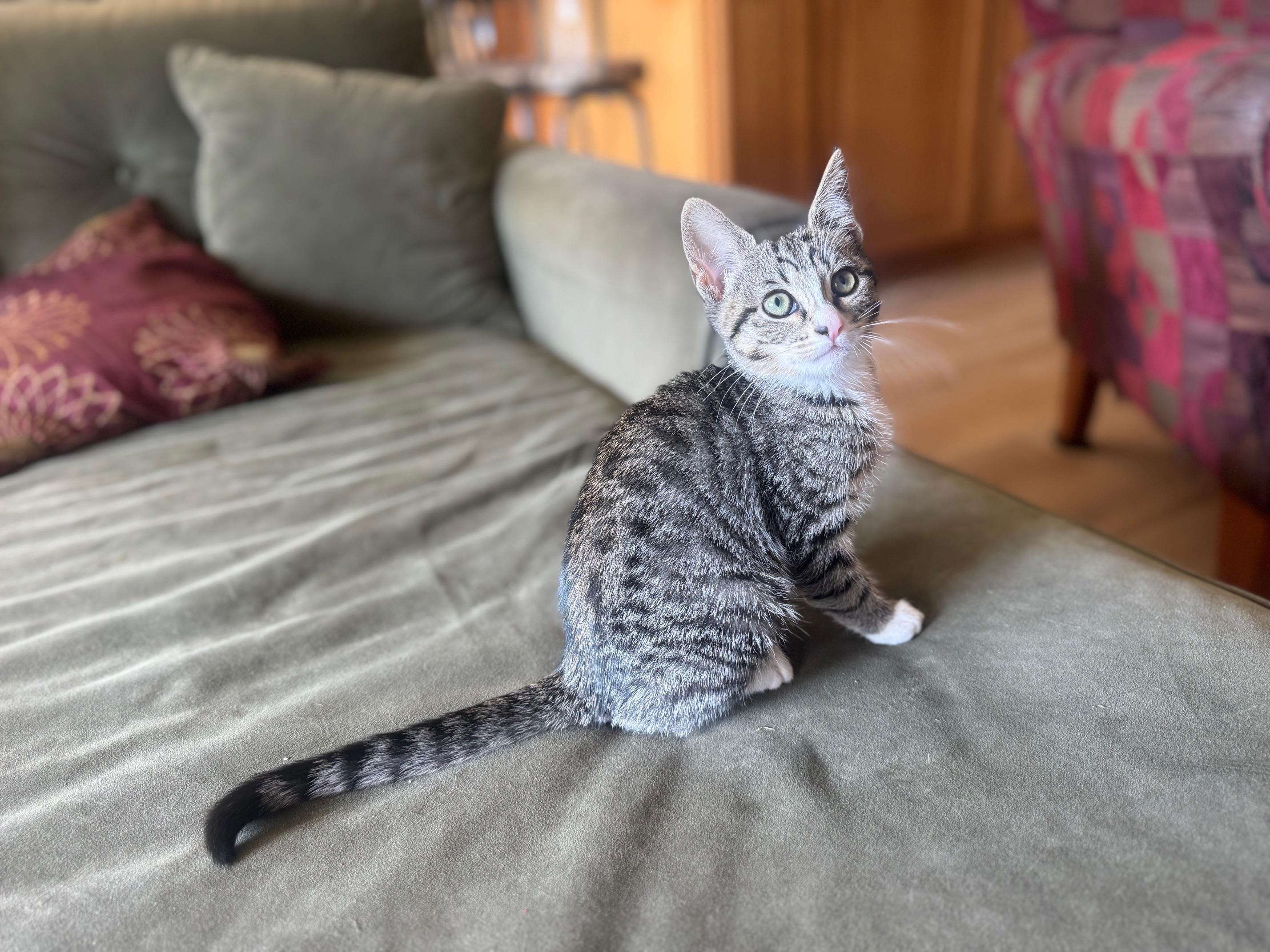 Willow, Adopted, Young Female Domestic Short Hair.