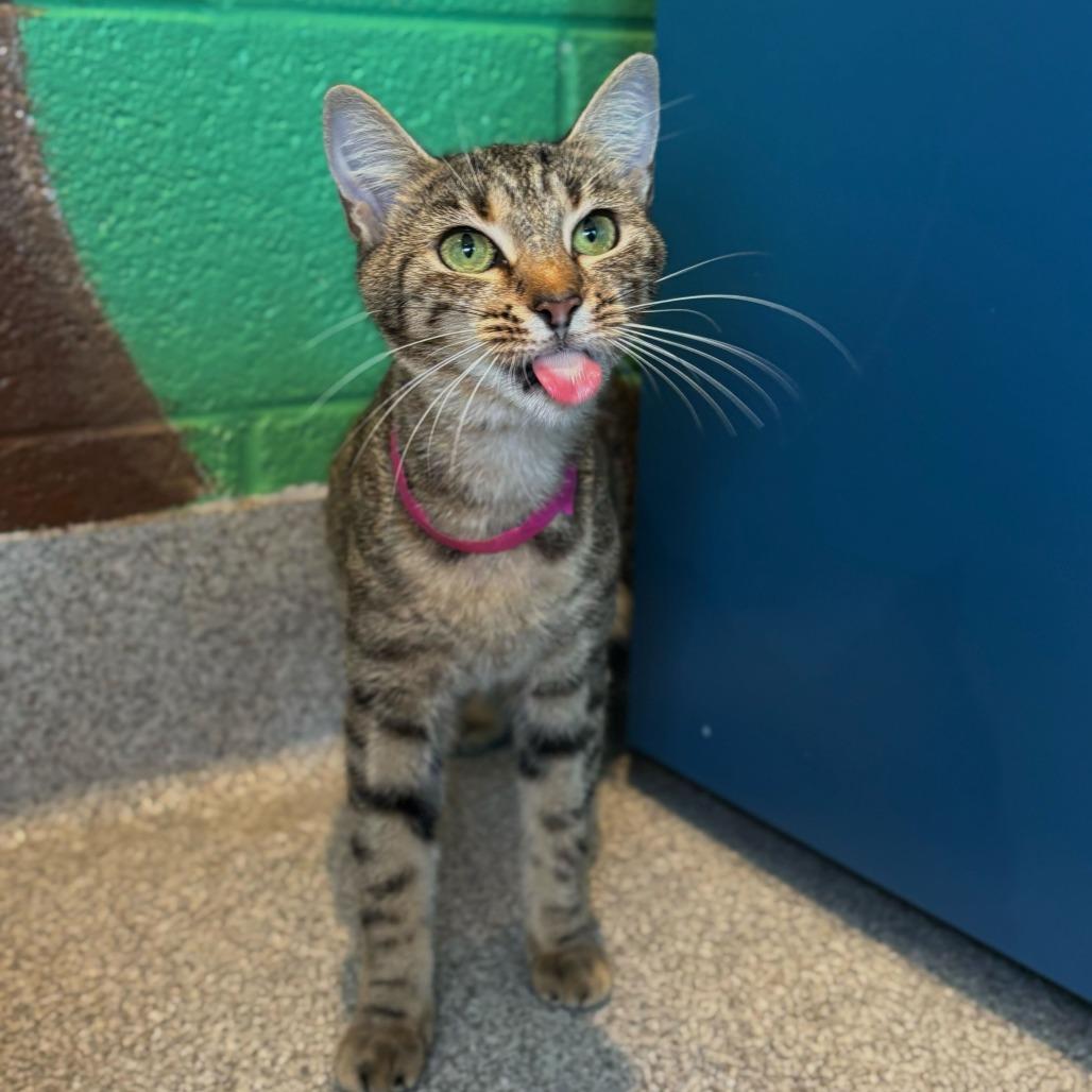 Enlarge Holly, a Adoptable mixed breed in Englewood, FL image 1/3