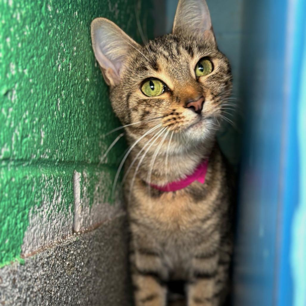 Enlarge Holly, a Adoptable mixed breed in Englewood, FL image 2/3