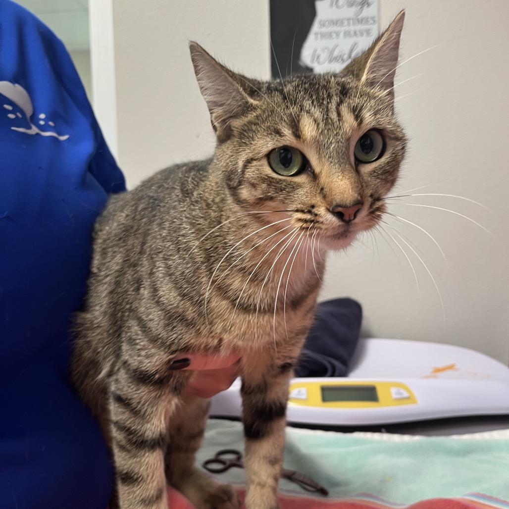 Enlarge Holly, a Adoptable mixed breed in Englewood, FL image 3/3