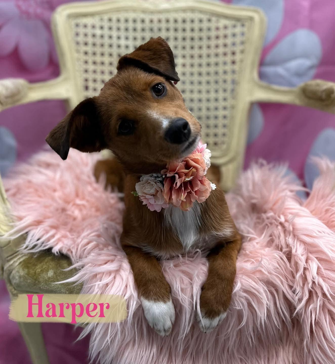 Harper, ADOPTABLE, Puppy Female Australian Shepherd & Shiba Inu.