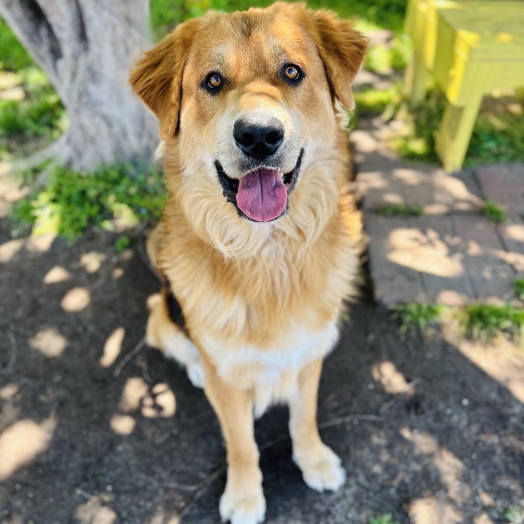 Enlarge Sammy Boy 26-03-107, a Adoptable mixed breed in Bastrop, TX image 1/6