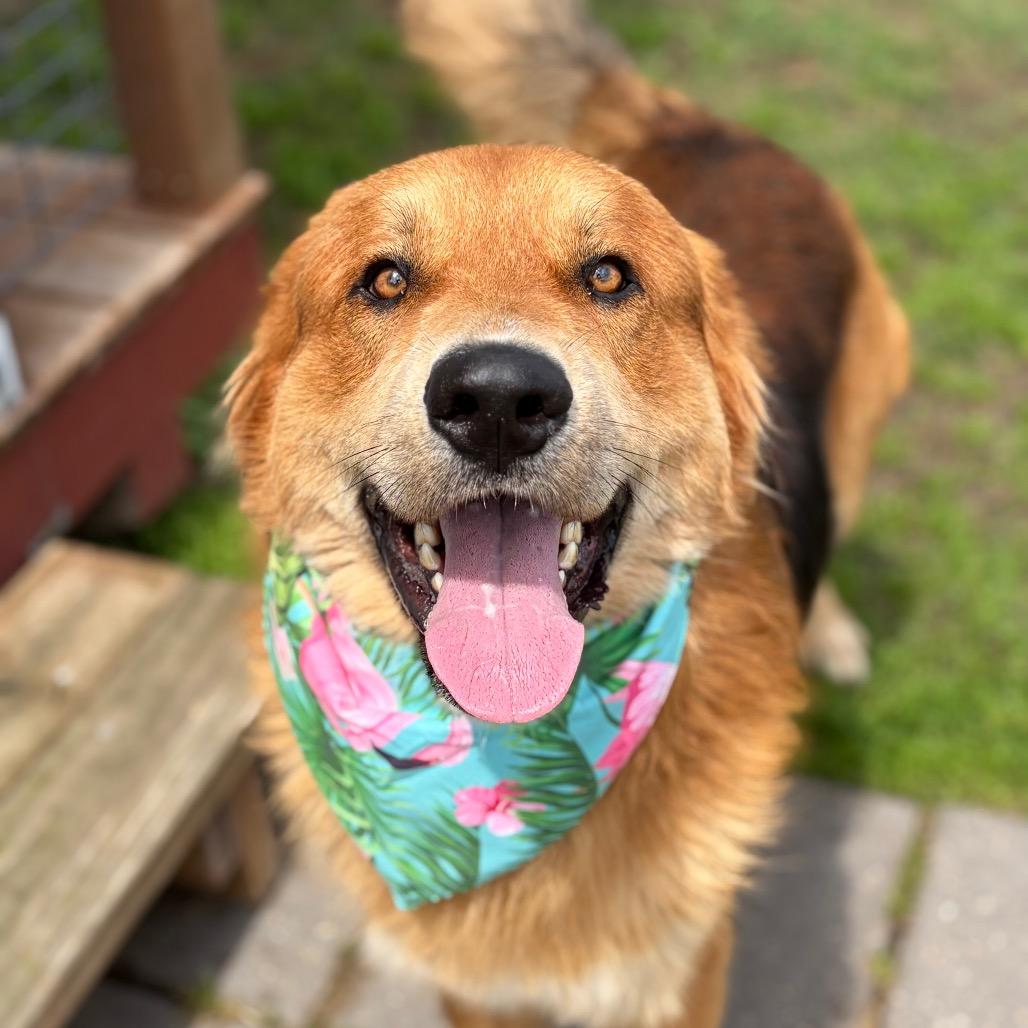 Enlarge Sammy Boy 26-03-107, a Adoptable mixed breed in Bastrop, TX image 2/6