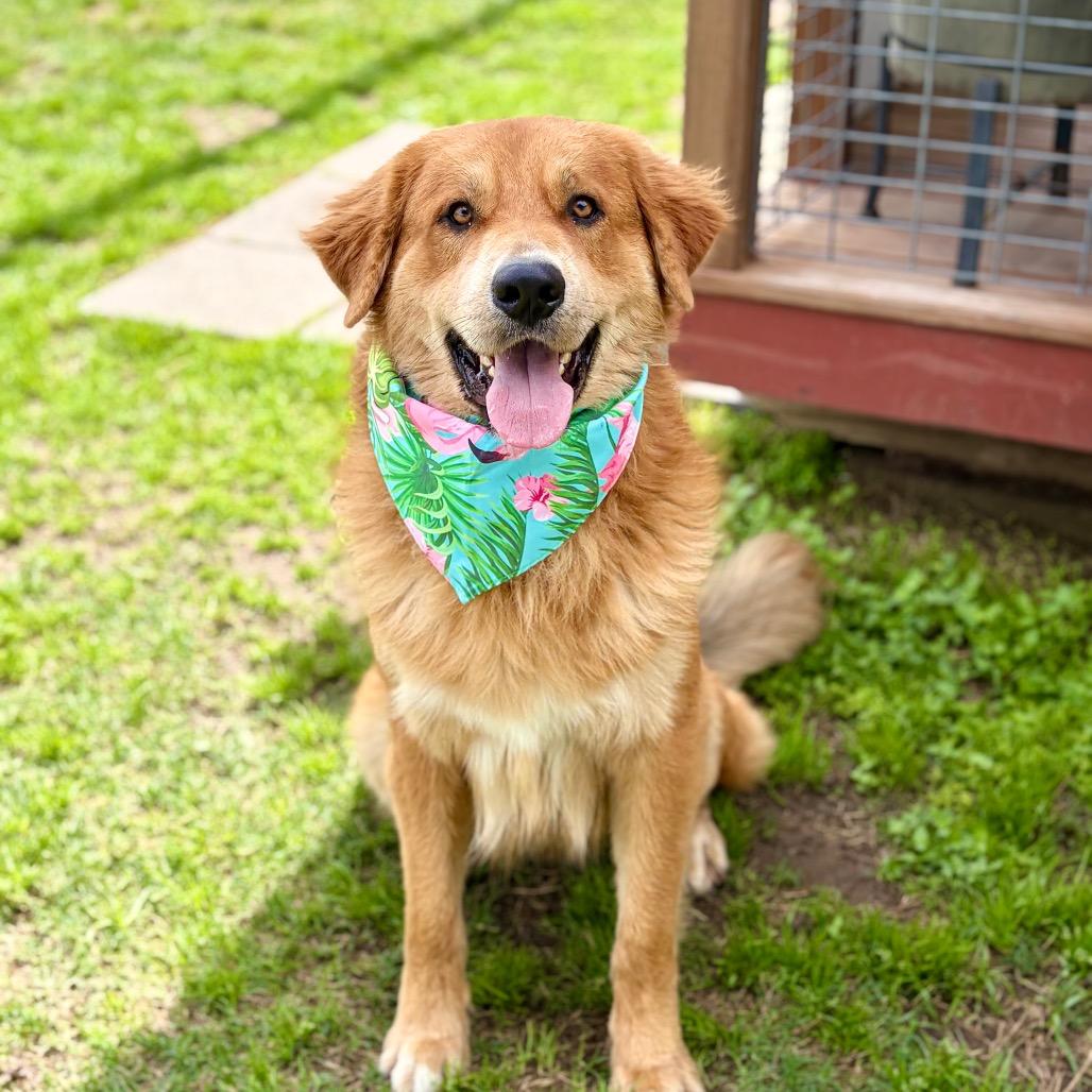 Enlarge Sammy Boy 26-03-107, a Adoptable mixed breed in Bastrop, TX image 3/6
