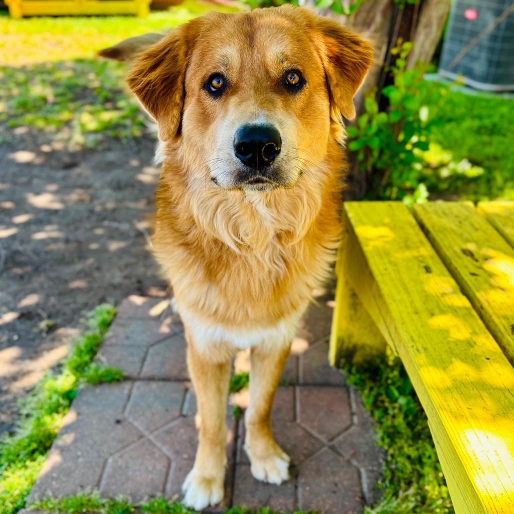 Enlarge Sammy Boy 26-03-107, a Adoptable mixed breed in Bastrop, TX image 4/6