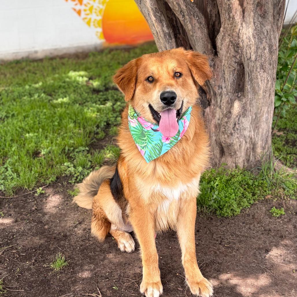 Enlarge Sammy Boy 26-03-107, a Adoptable mixed breed in Bastrop, TX image 6/6