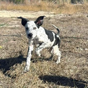Enlarge Boo, a Adoptable mixed breed in Buffalo, NY image 4/5