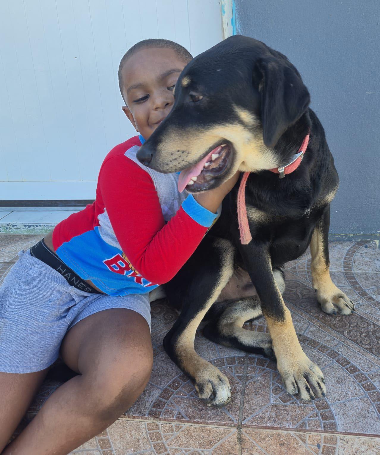 Paz (20260108-04), an adopted mixed breed in Mississauga, ON image 2/5