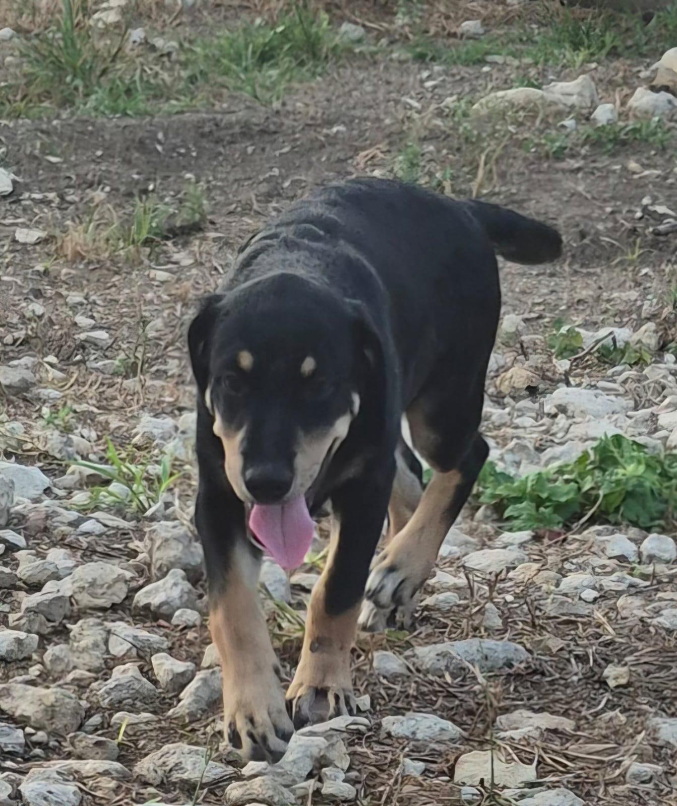 Paz (20260108-04), an adopted mixed breed in Mississauga, ON image 4/5