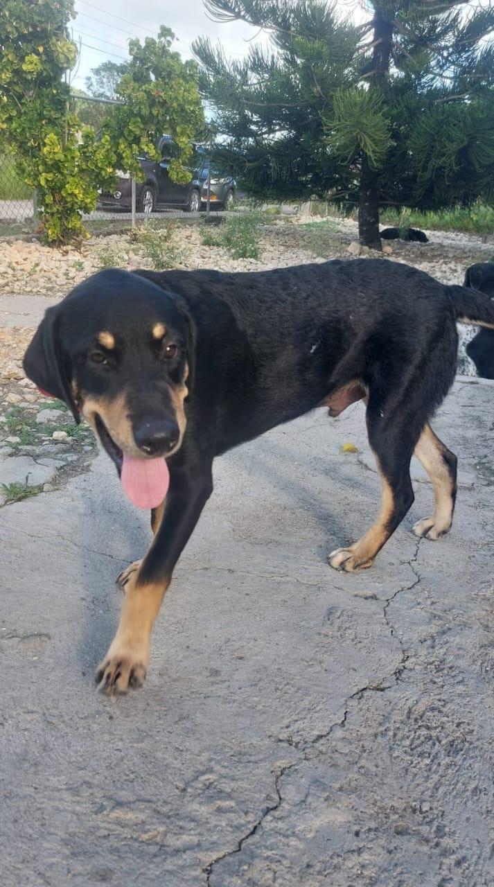 Paz (20260108-04), an adopted mixed breed in Mississauga, ON image 5/5