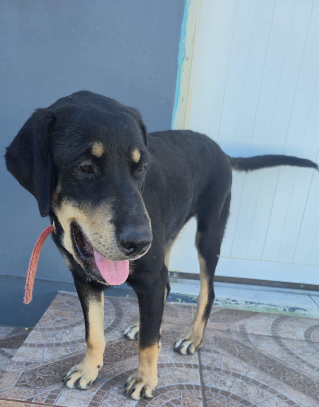 Paz (20260108-04), adopted, Young Male Mixed Breed.