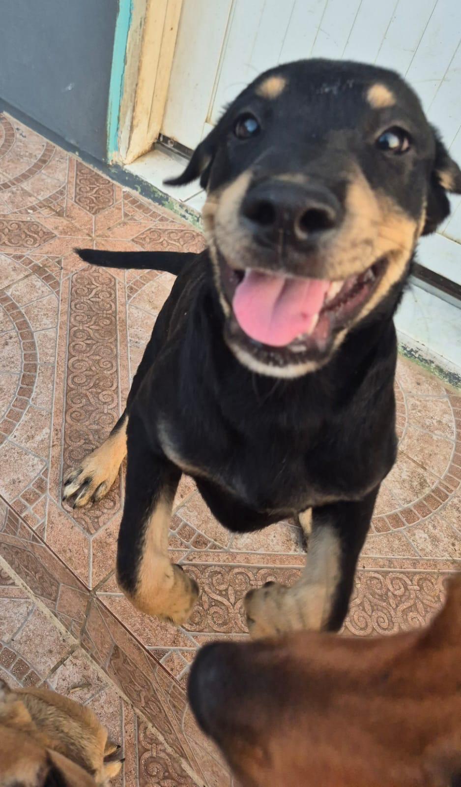 Paz (20260108-04), an adopted mixed breed in Mississauga, ON image 3/5