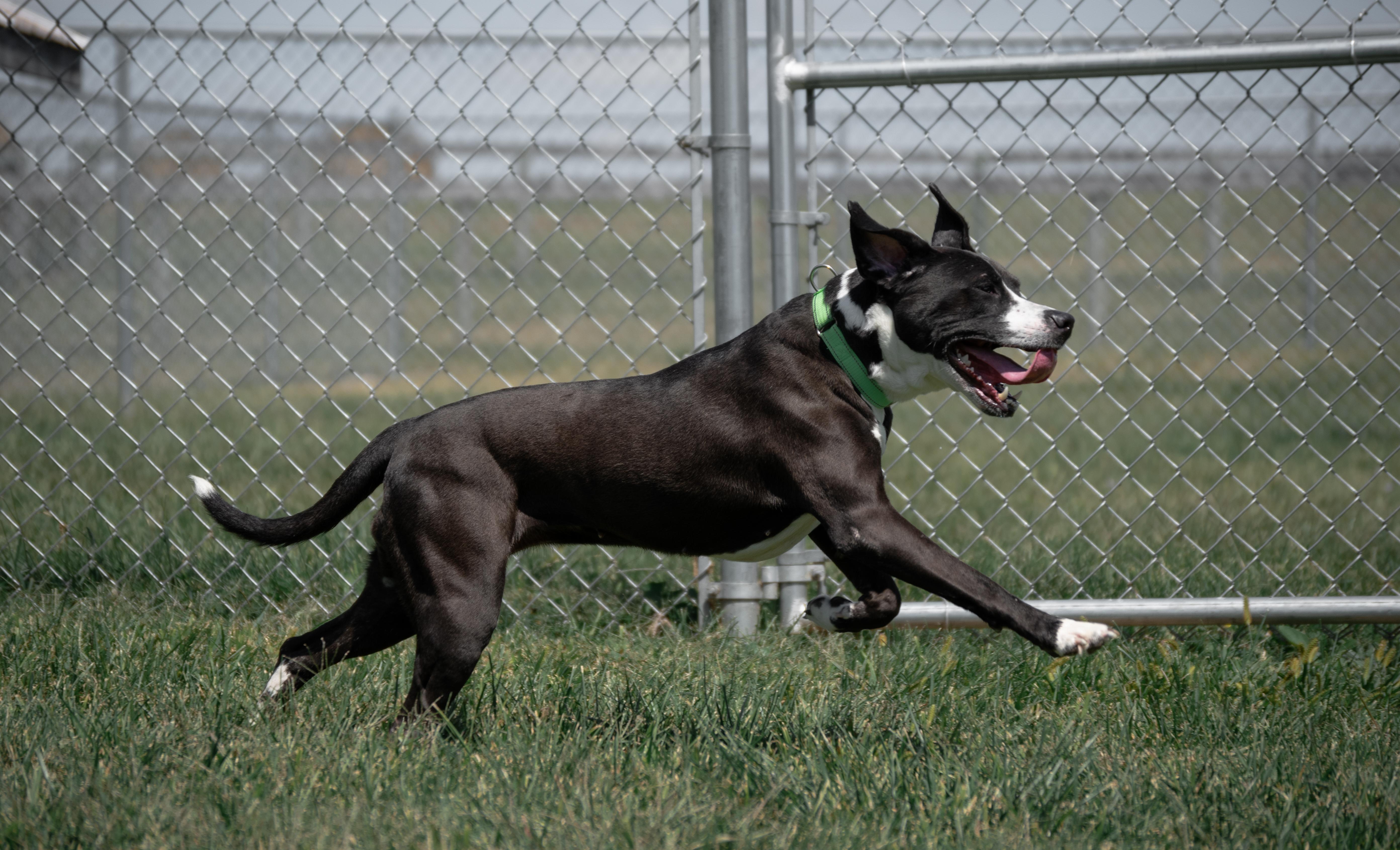 Bubby, Adoptable, Adult Female Pit Bull Terrier.