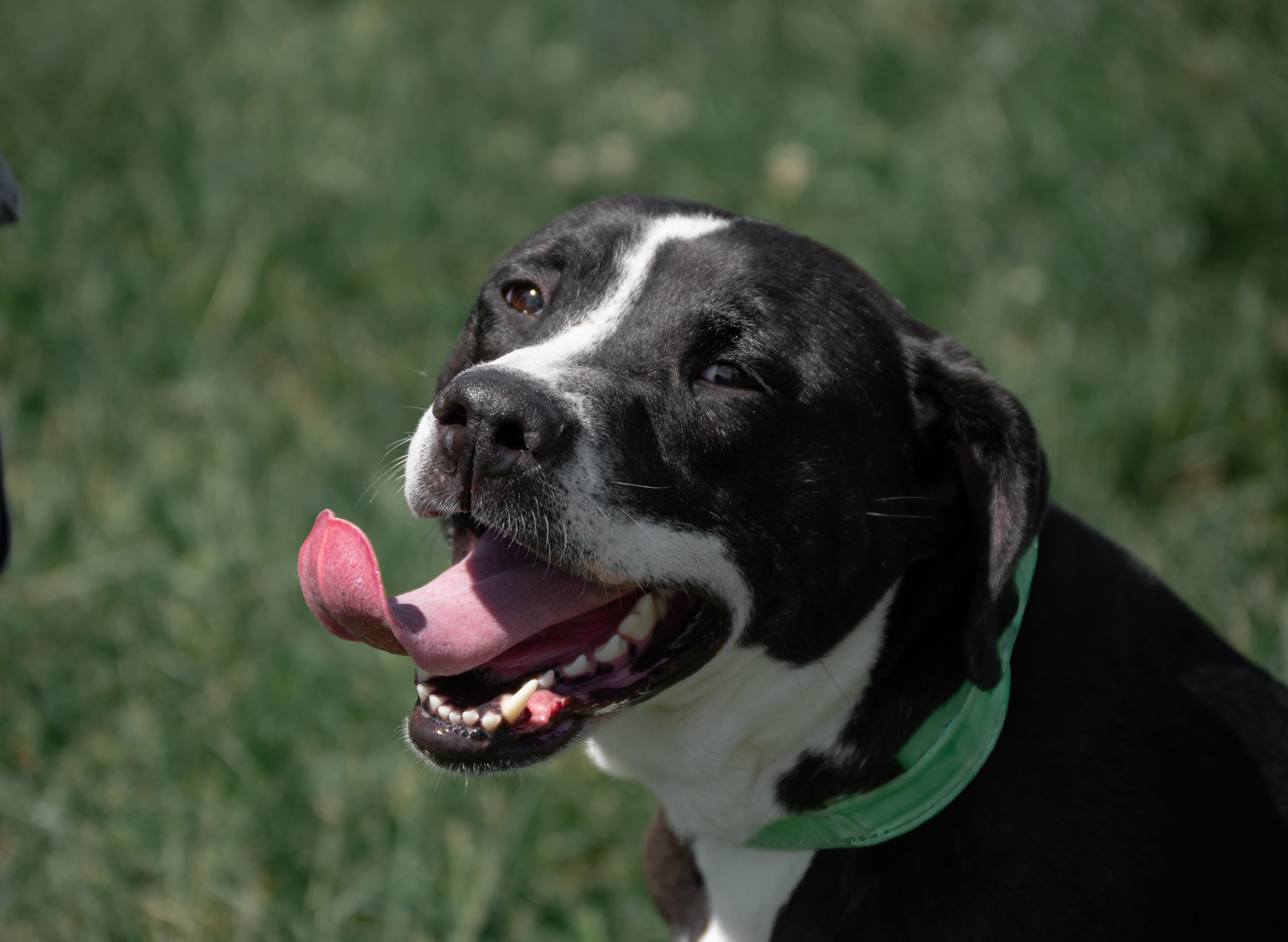 Enlarge Bubby, a Adoptable mixed breed in Winchester, KY image 2/6