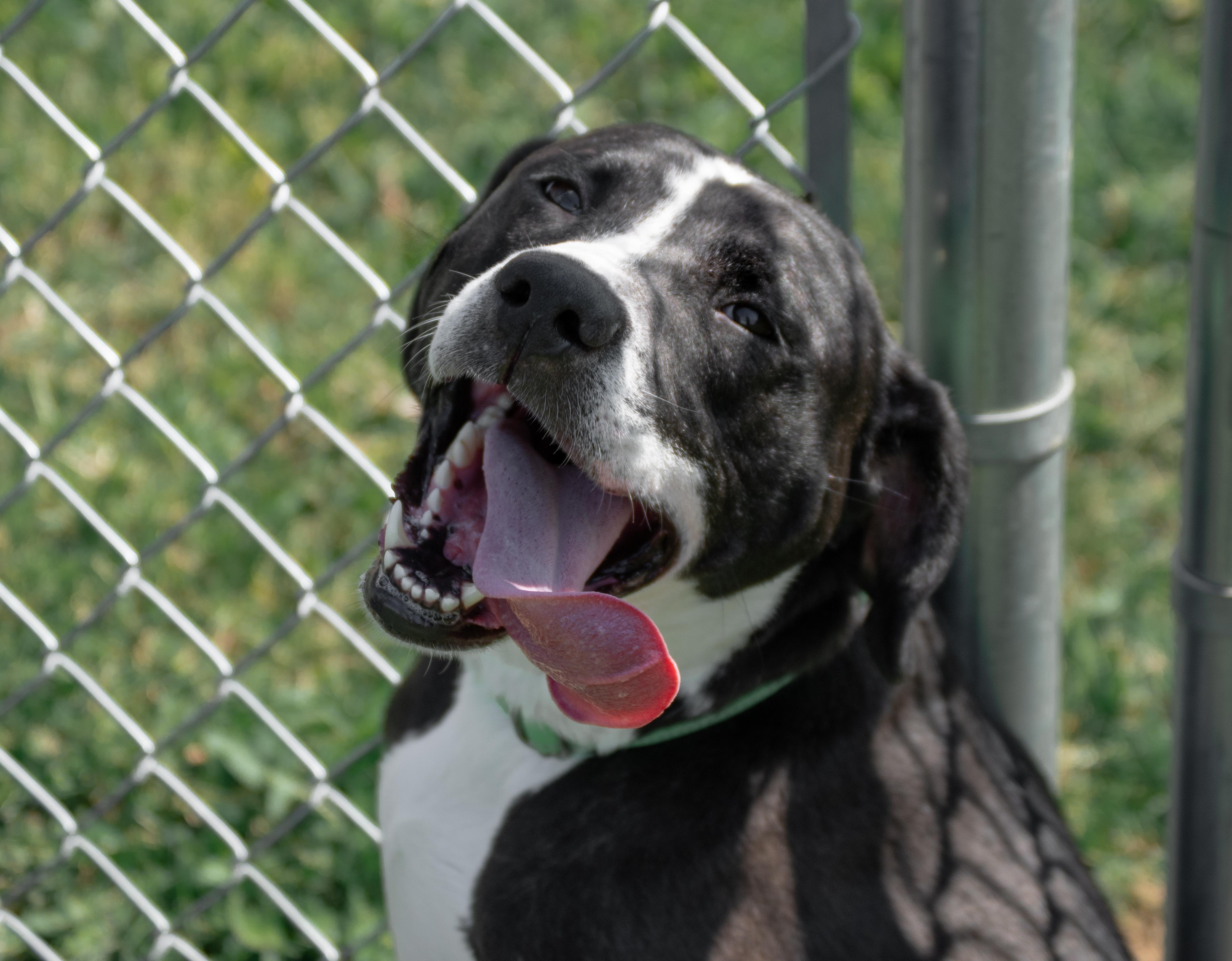 Enlarge Bubby, a Adoptable mixed breed in Winchester, KY image 3/6