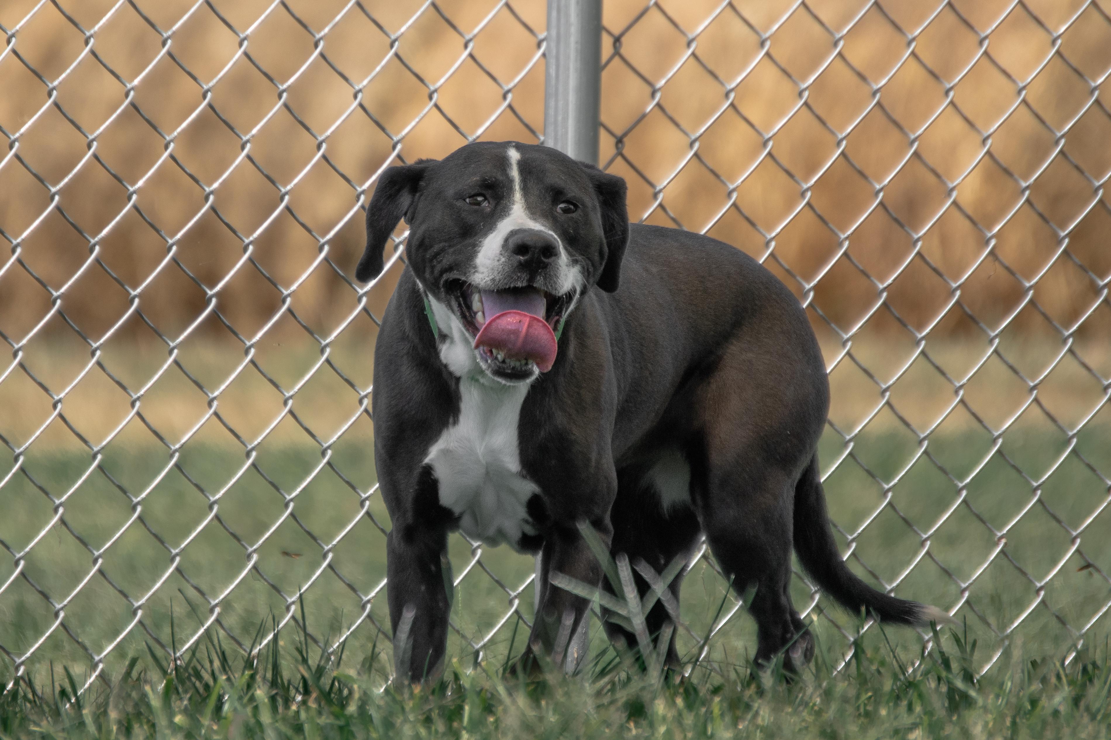 Enlarge Bubby, a Adoptable mixed breed in Winchester, KY image 4/6