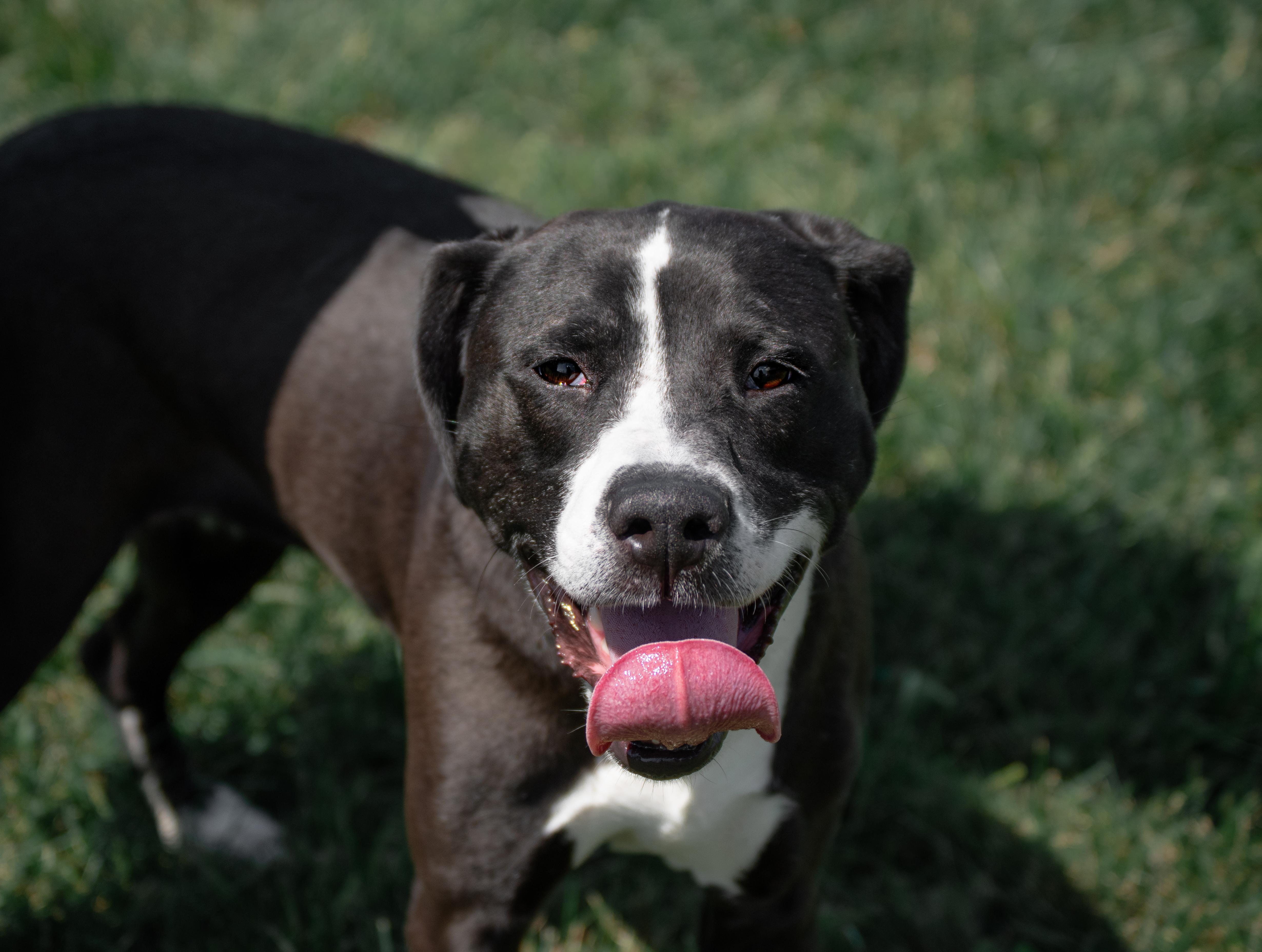 Enlarge Bubby, a Adoptable mixed breed in Winchester, KY image 5/6