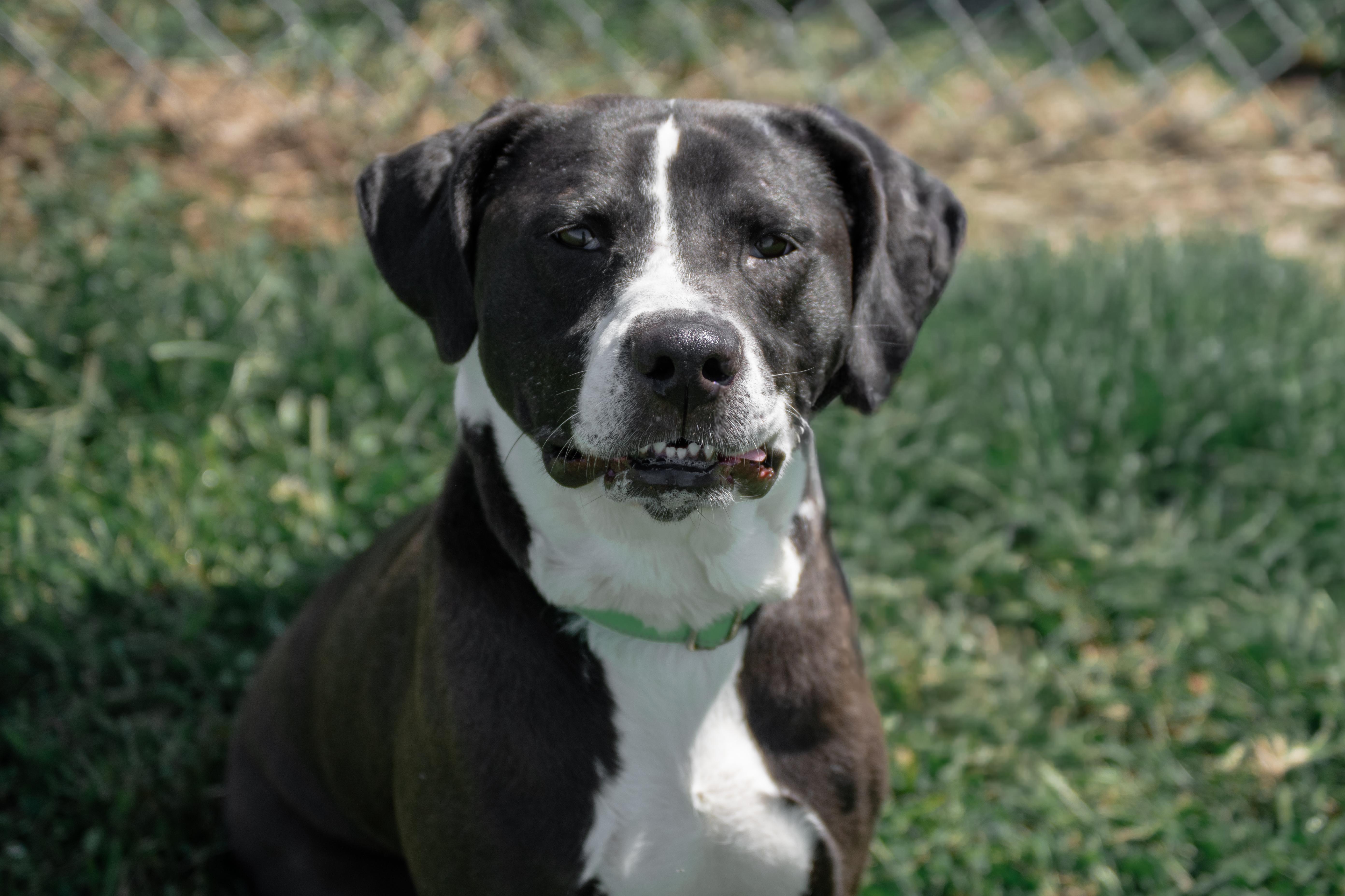 Enlarge Bubby, a Adoptable mixed breed in Winchester, KY image 6/6