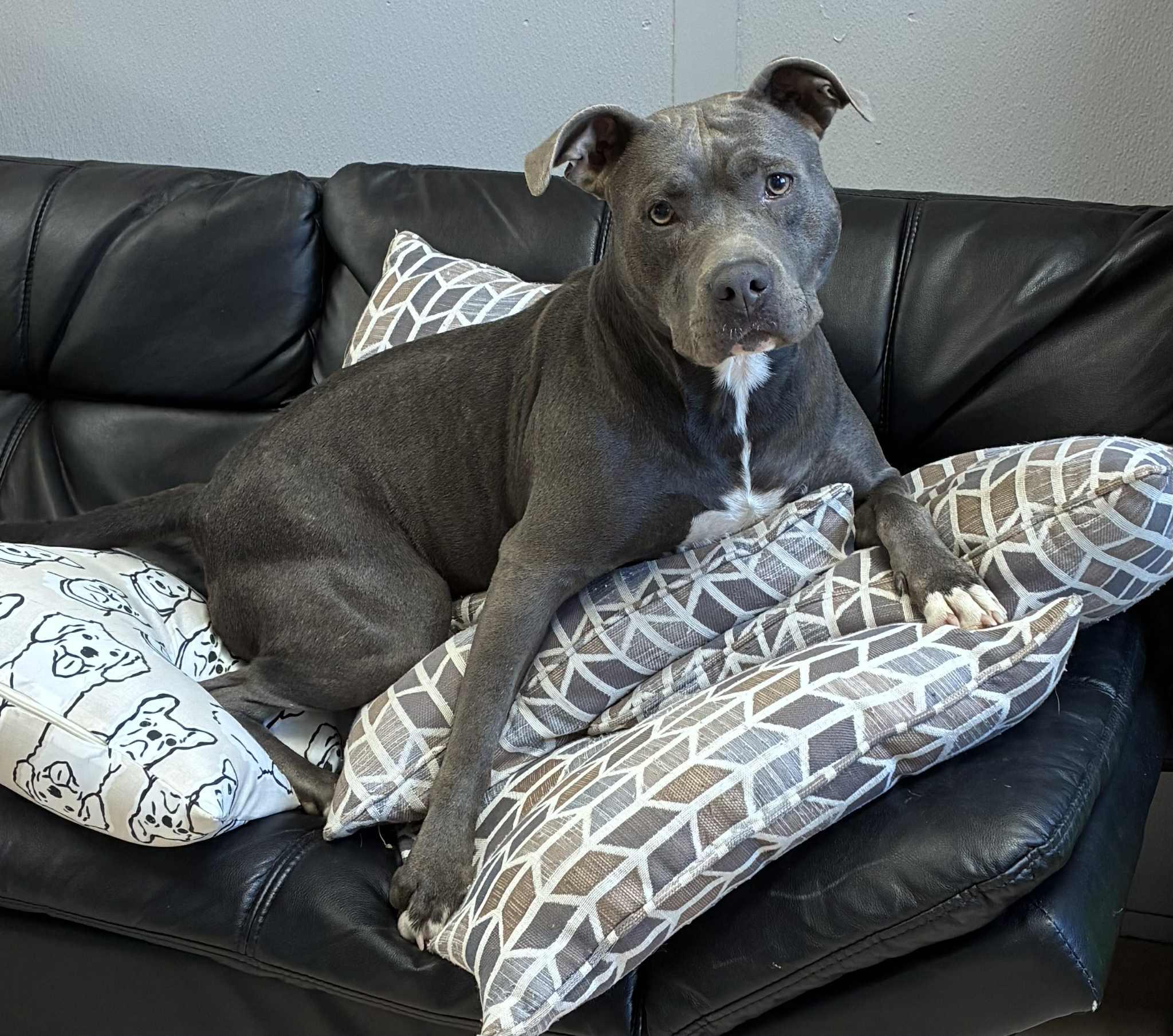 SAPPHIRE, Adoptable, Adult Female Pit Bull Terrier & Mixed Breed.