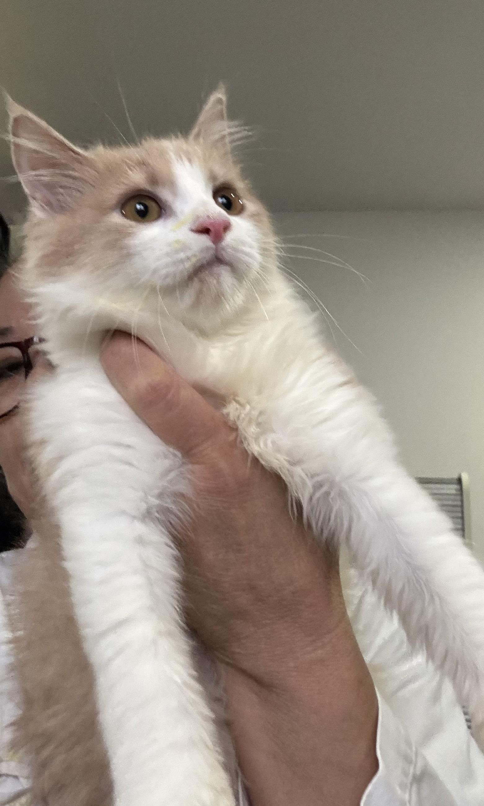 Enlarge Miso - Rene Arzu Ozar, a Adopted mixed breed in Brampton, ON image 5/6