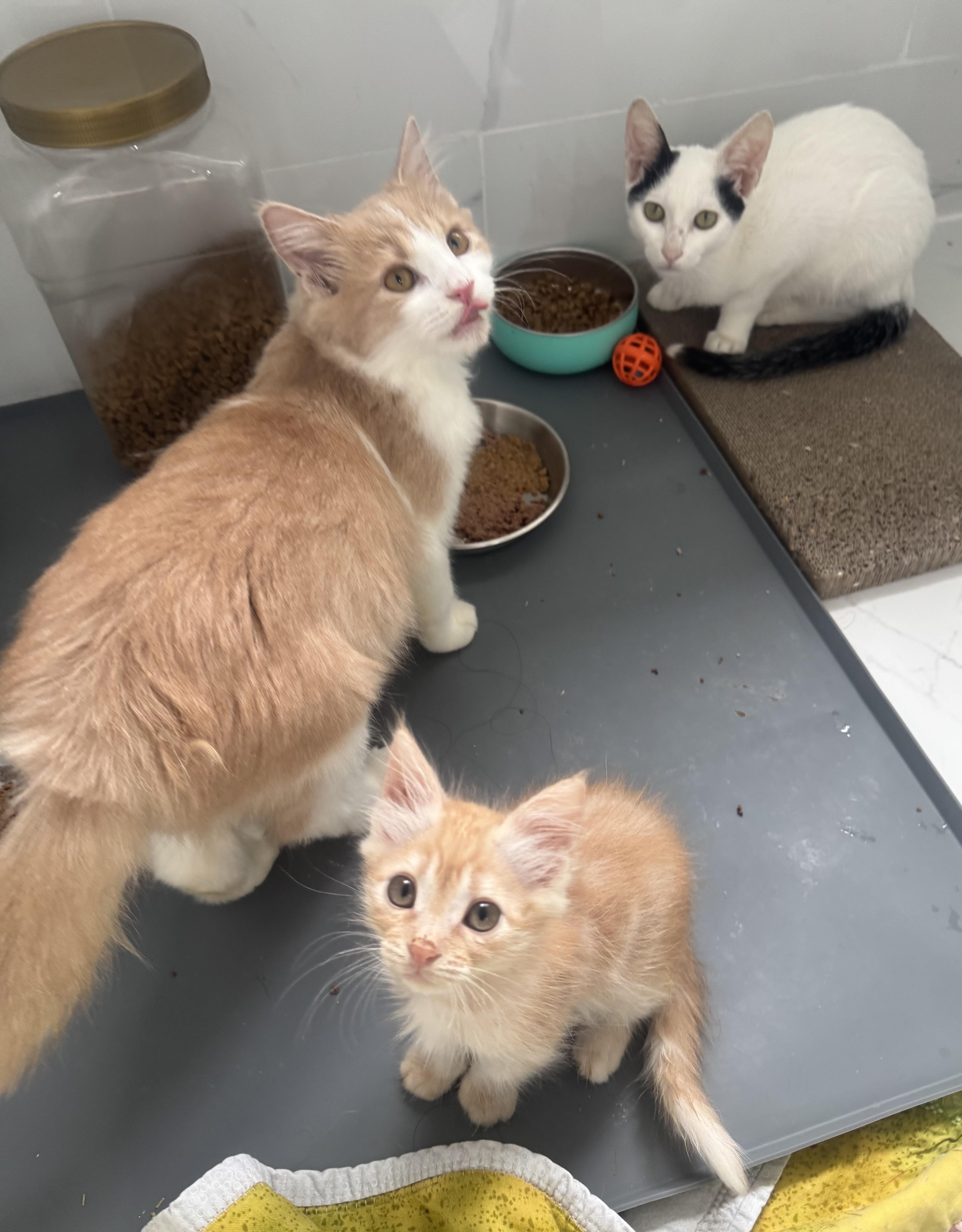 Enlarge Miso - Rene Arzu Ozar, a Adopted mixed breed in Brampton, ON image 3/6