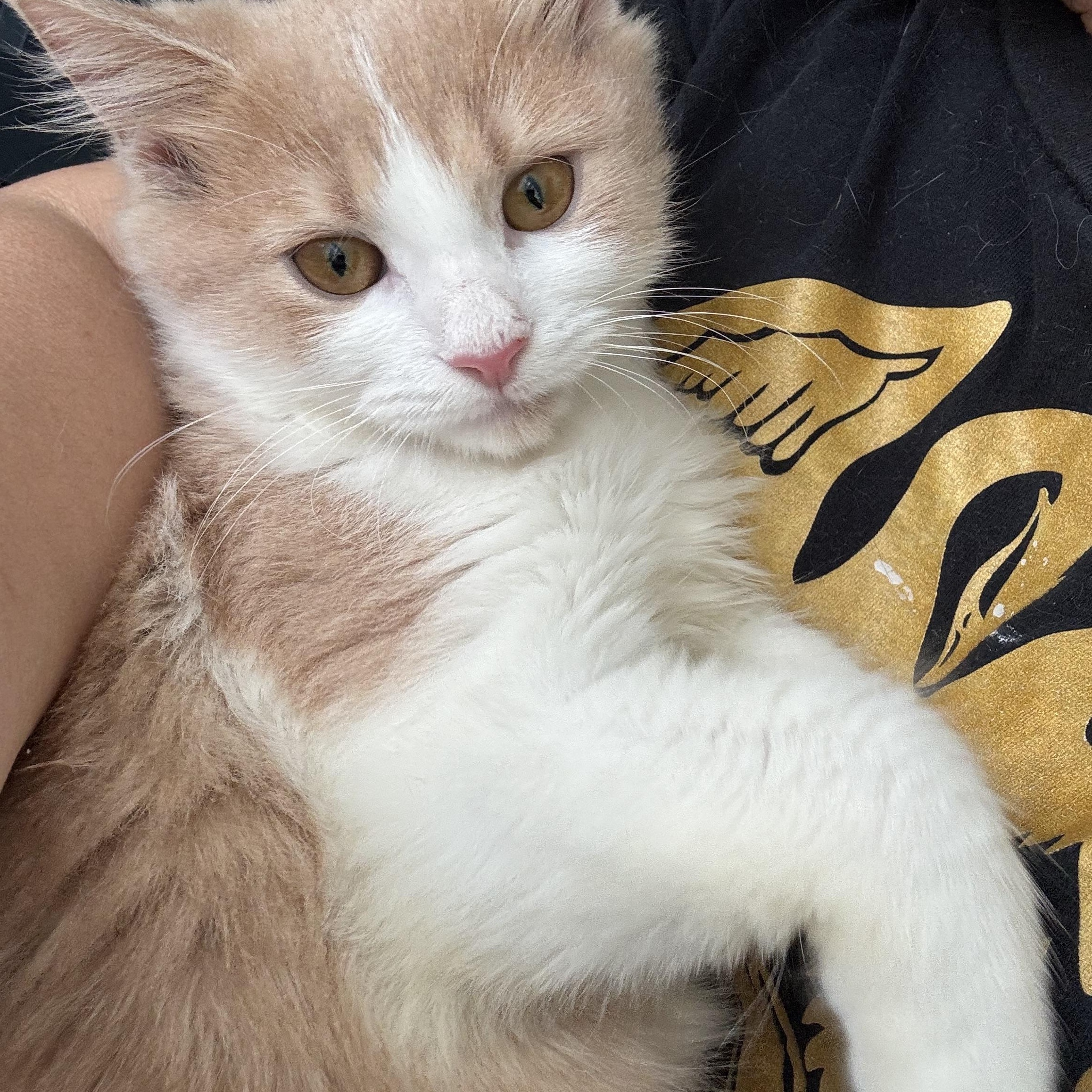 Enlarge Miso - Rene Arzu Ozar, a Adopted mixed breed in Brampton, ON image 6/6