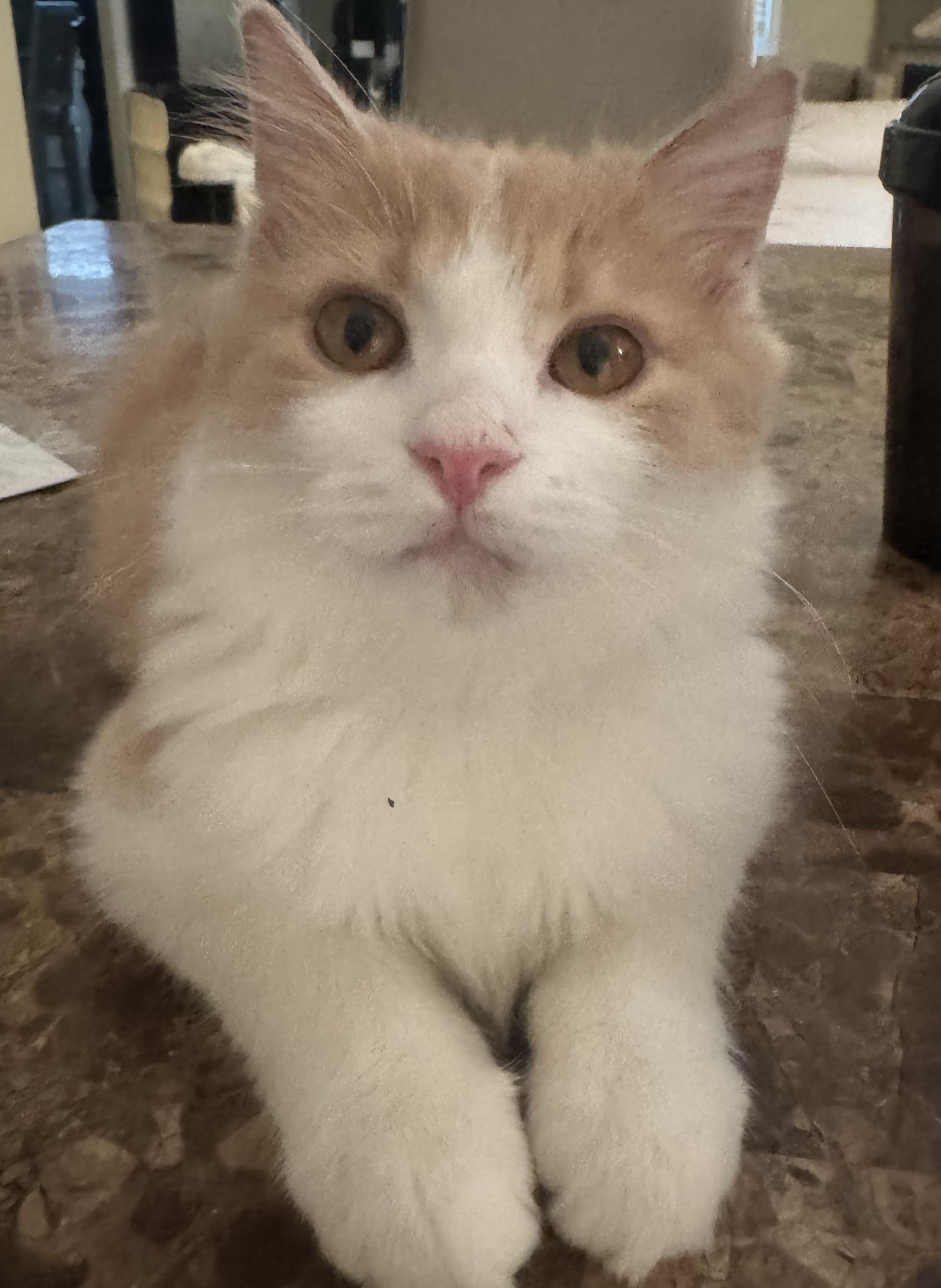 Enlarge Miso - Rene Arzu Ozar, a Adopted mixed breed in Brampton, ON image 1/6