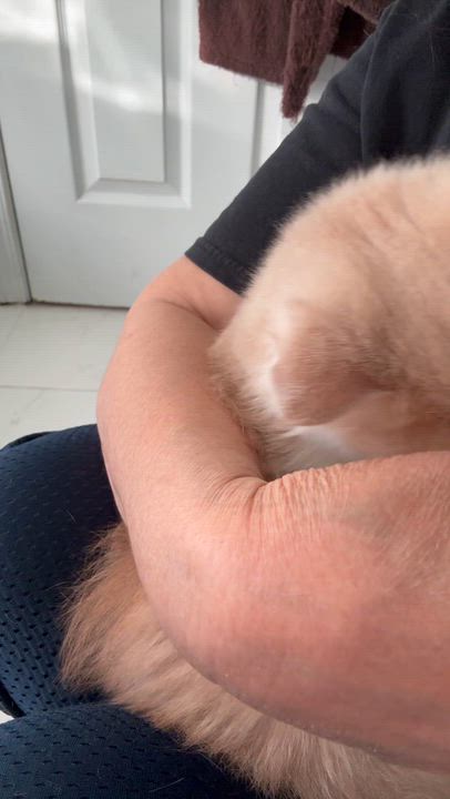 Enlarge Miso - Rene Arzu Ozar, a Adopted mixed breed in Brampton, ON video 2/6