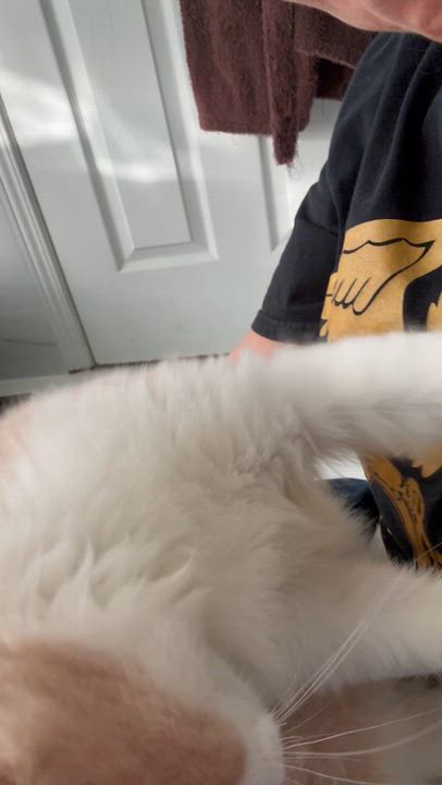 Enlarge Miso - Rene Arzu Ozar, a Adopted mixed breed in Brampton, ON video 4/6