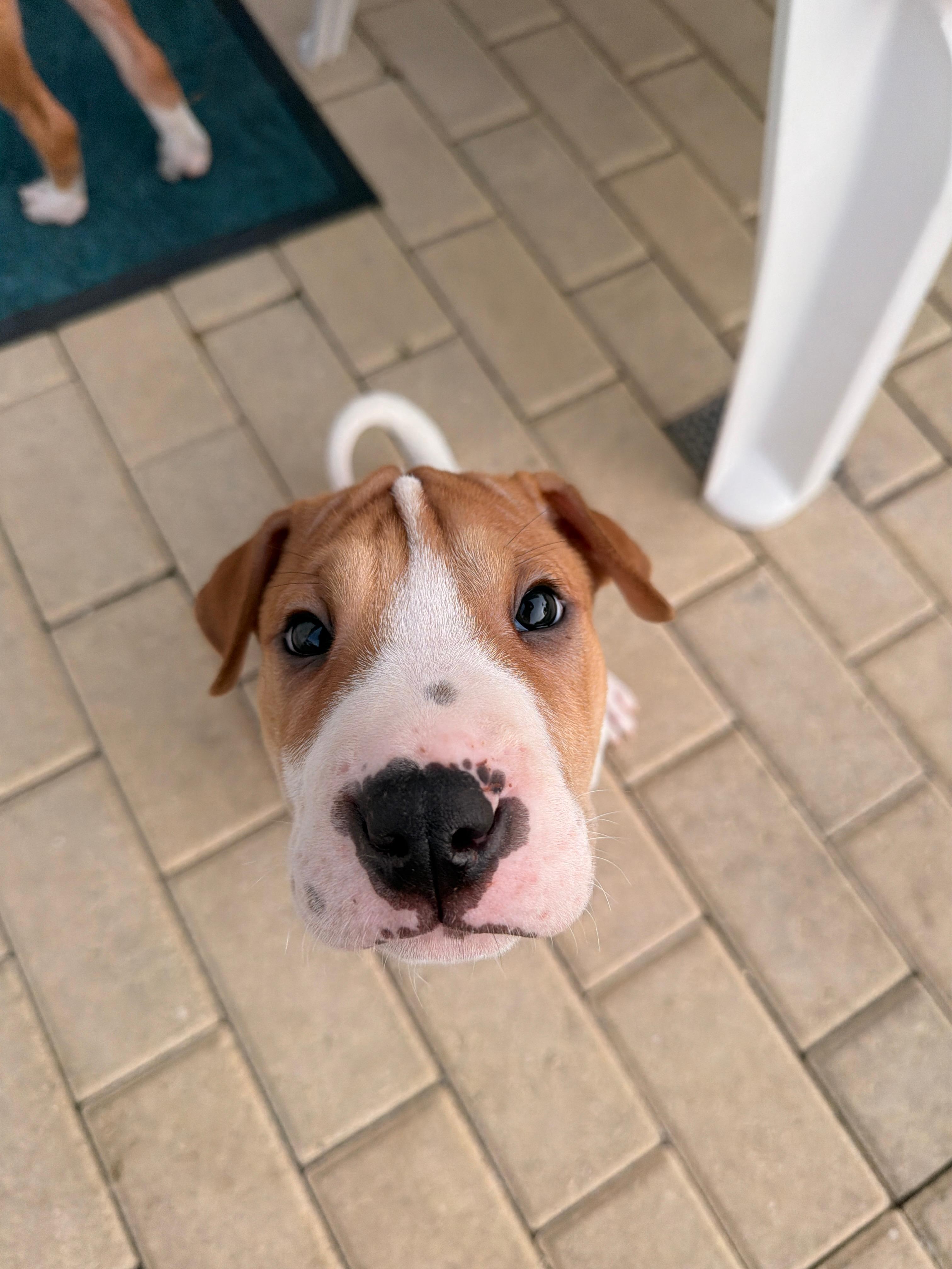 Han Solo, a Adoptable mixed breed in Tampa, FL image 2/2