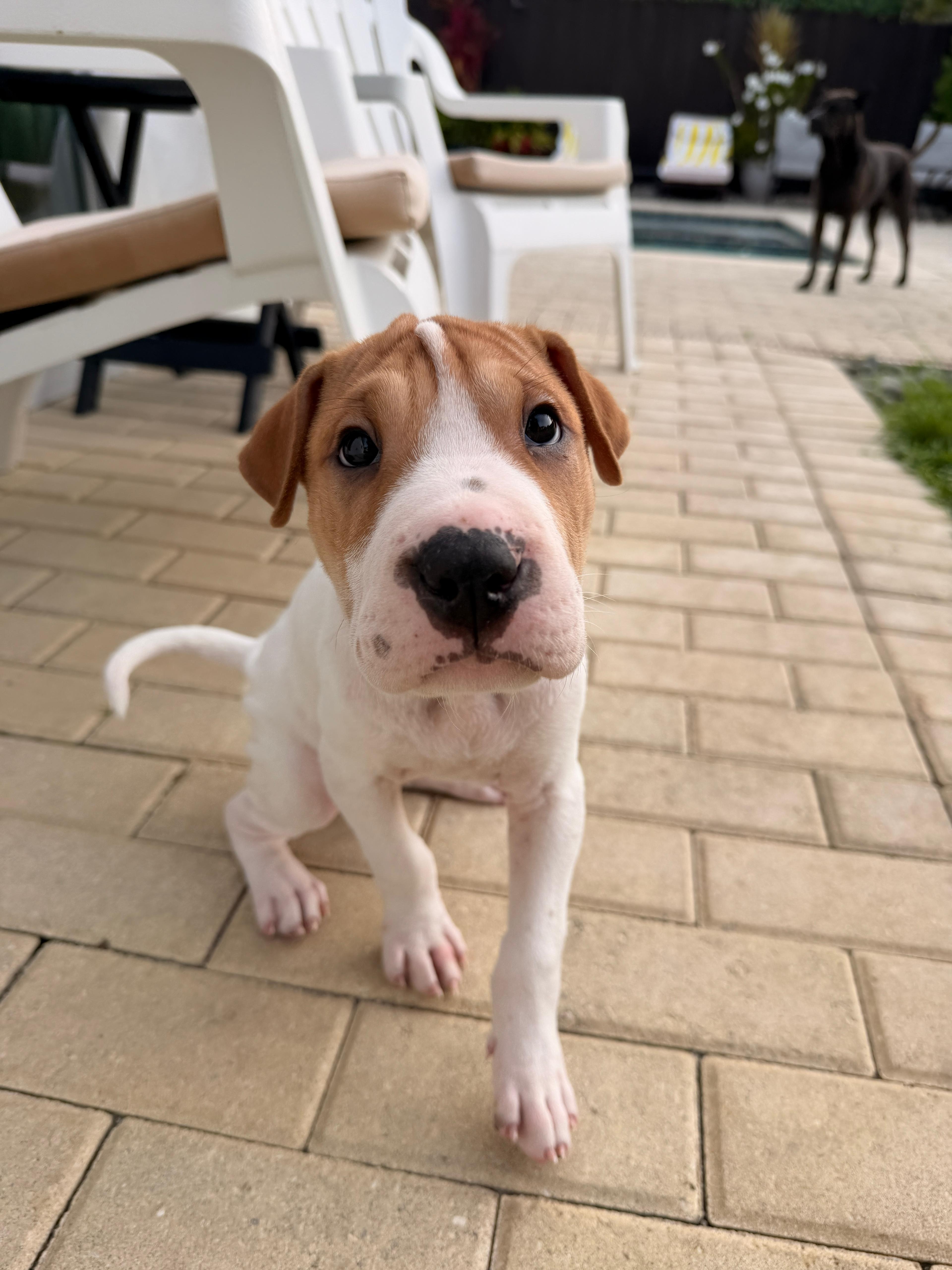 Han Solo, a Adoptable mixed breed in Tampa, FL image 1/2
