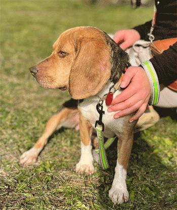 Enlarge Zola, a Adoptable Beagle in West Decatur, PA image 3/6