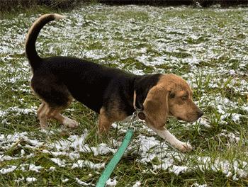 Enlarge Zola, a Adoptable Beagle in West Decatur, PA image 5/6