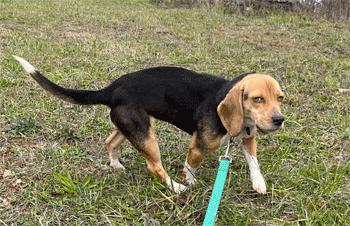 Enlarge Zola, a Adoptable Beagle in West Decatur, PA image 2/6