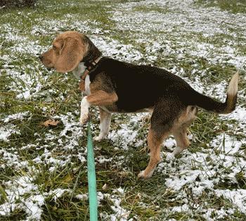 Enlarge Zola, a Adoptable Beagle in West Decatur, PA image 6/6
