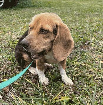 Enlarge Zola, a Adoptable Beagle in West Decatur, PA image 4/6