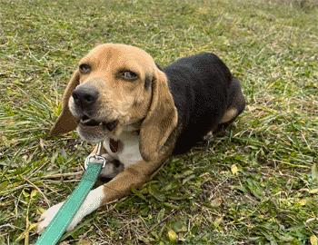 Zola, adopted, Young Female Beagle.