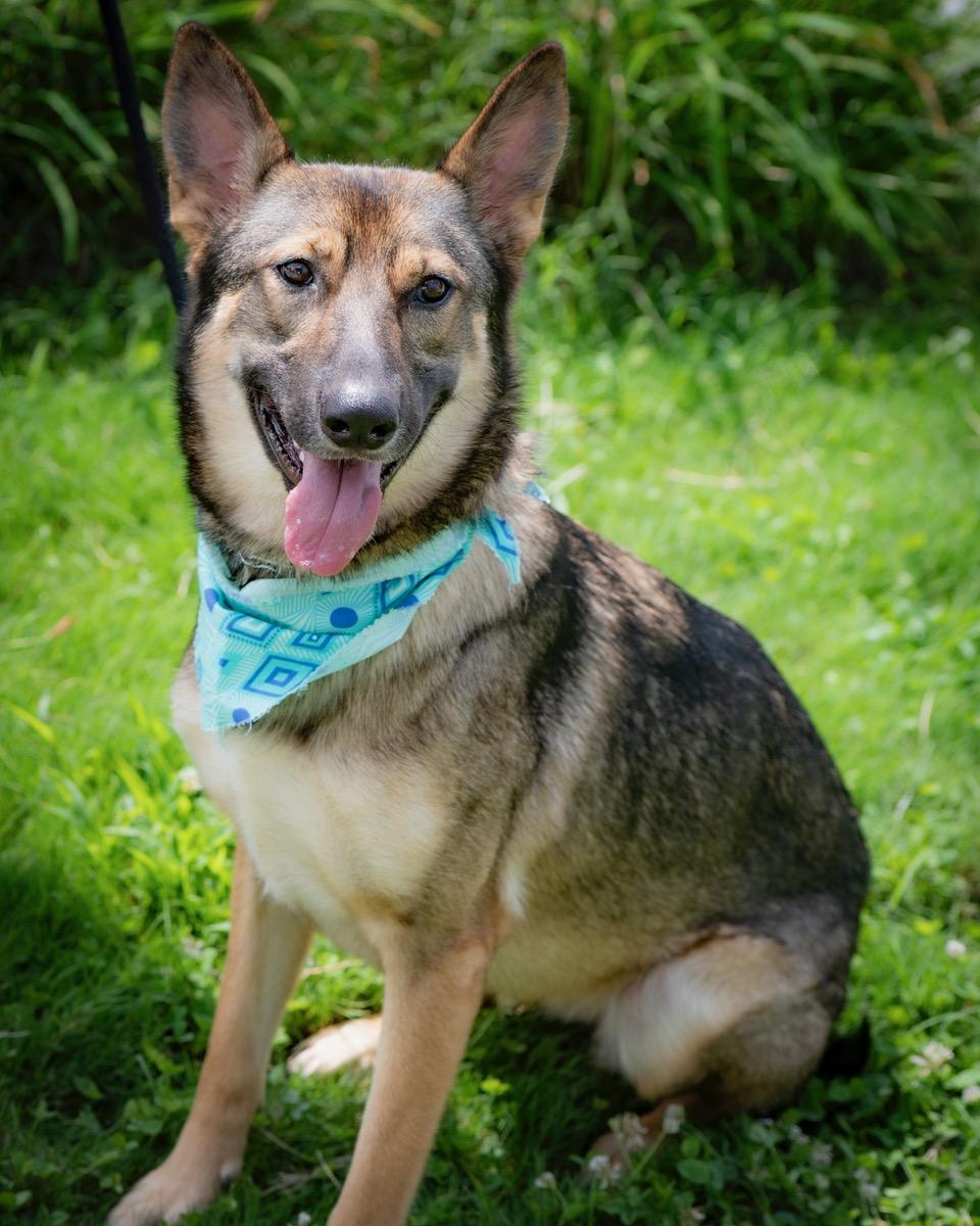 L, an adopted German Shepherd Dog in Winston-Salem, NC image 1/4