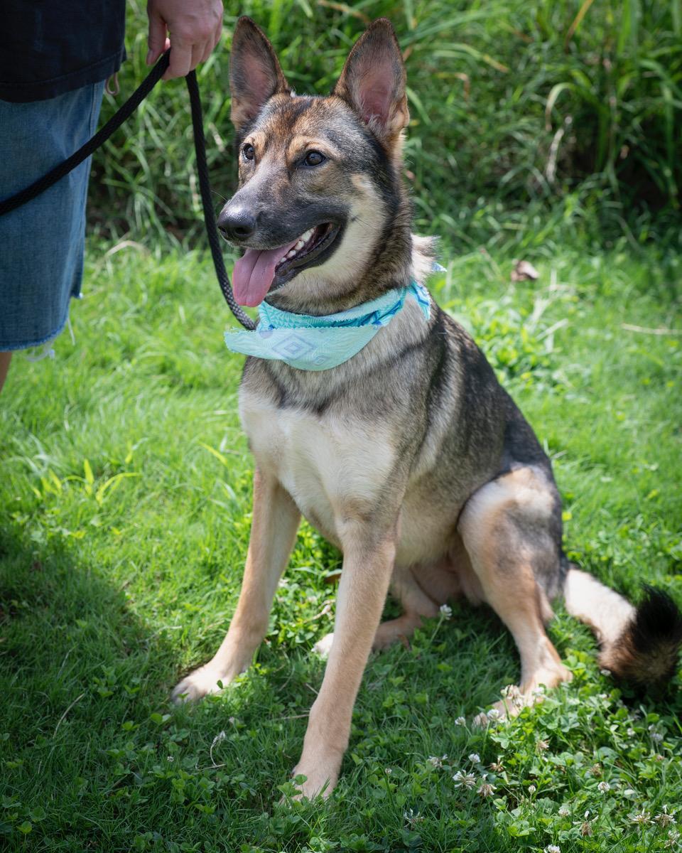 L, an adopted German Shepherd Dog in Winston-Salem, NC image 2/4