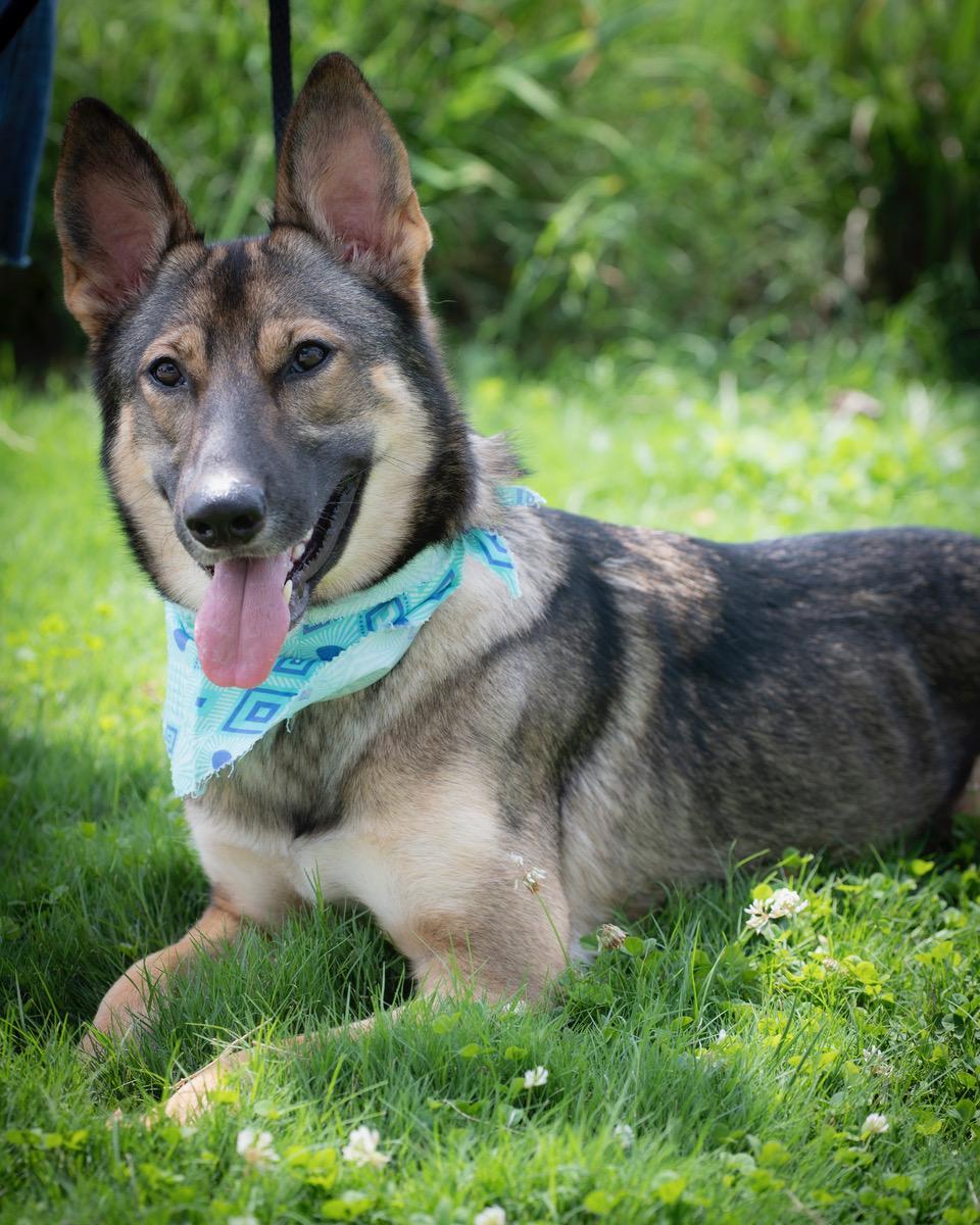 L, an adopted German Shepherd Dog in Winston-Salem, NC image 3/4