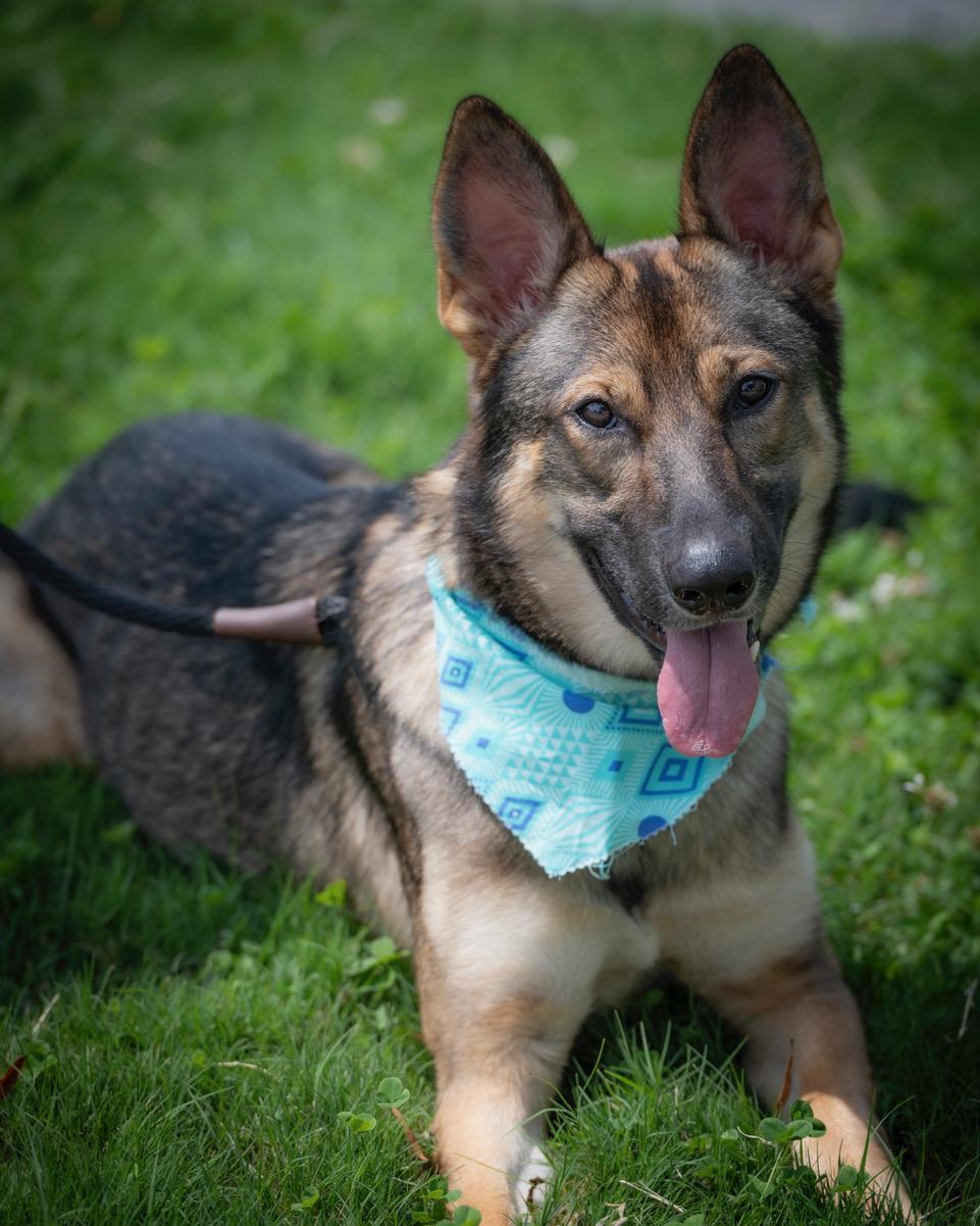 L, an adopted German Shepherd Dog in Winston-Salem, NC image 4/4