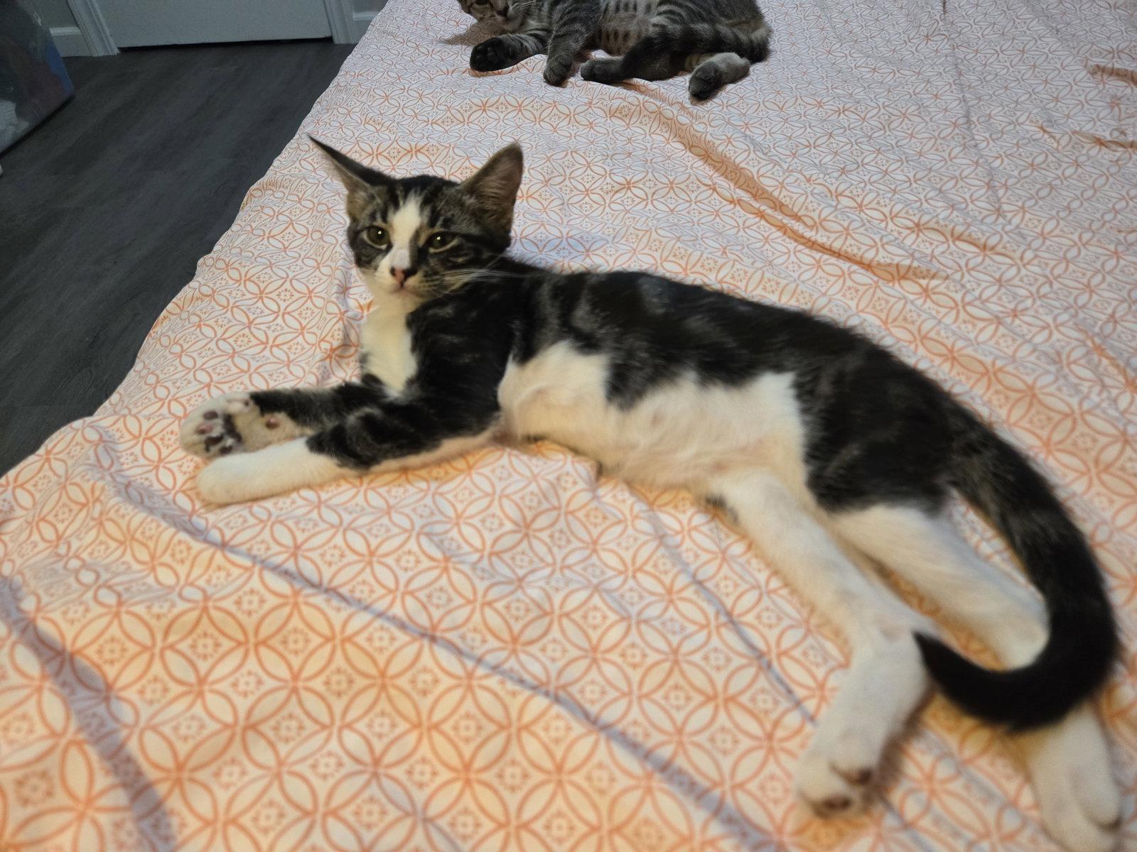 Fiona  & Nyx, Adoptable, Young Female Domestic Short Hair.