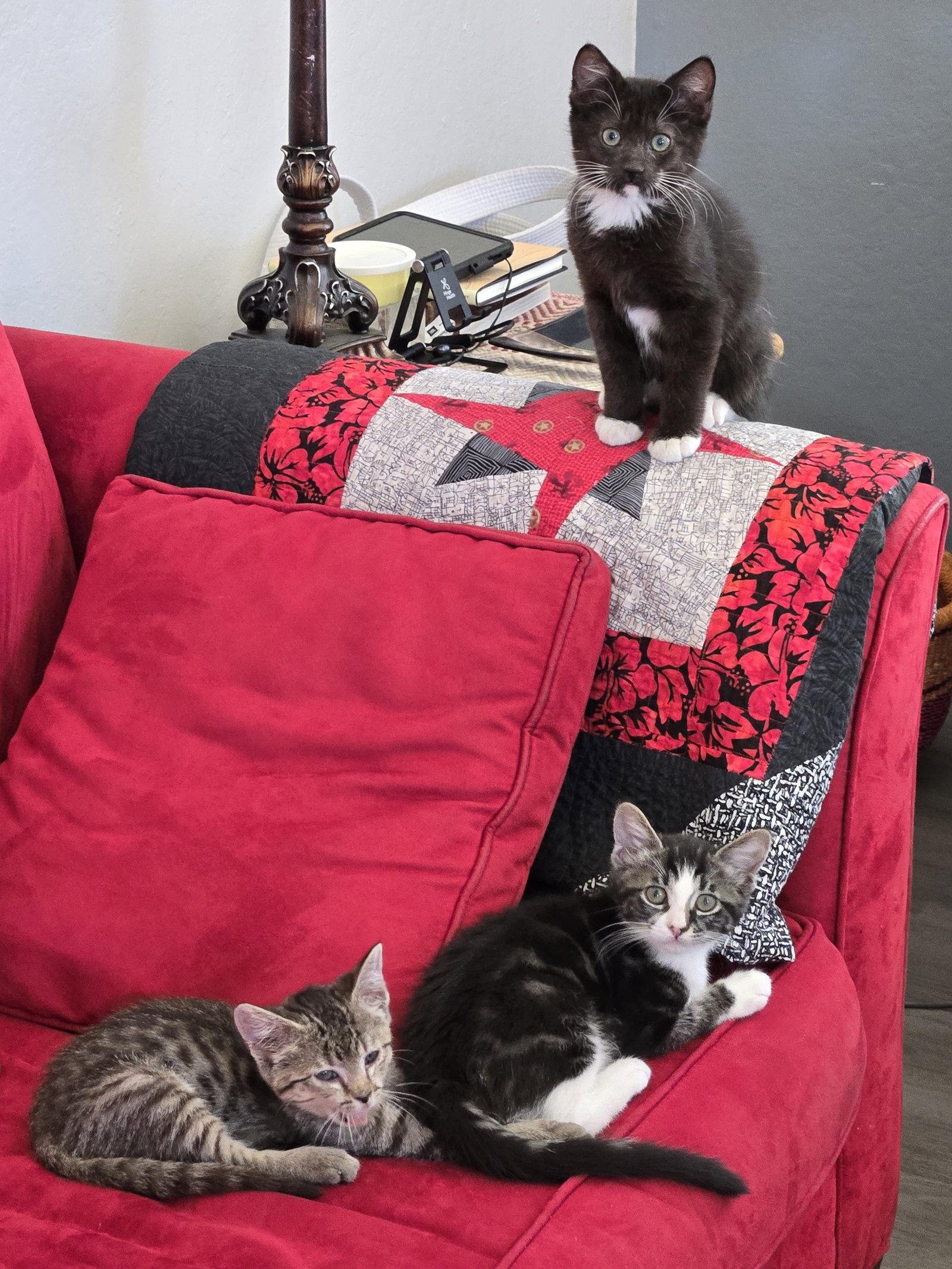 Fiona & Nyx, a Adoptable Domestic Short Hair in Davis, CA image 2/3