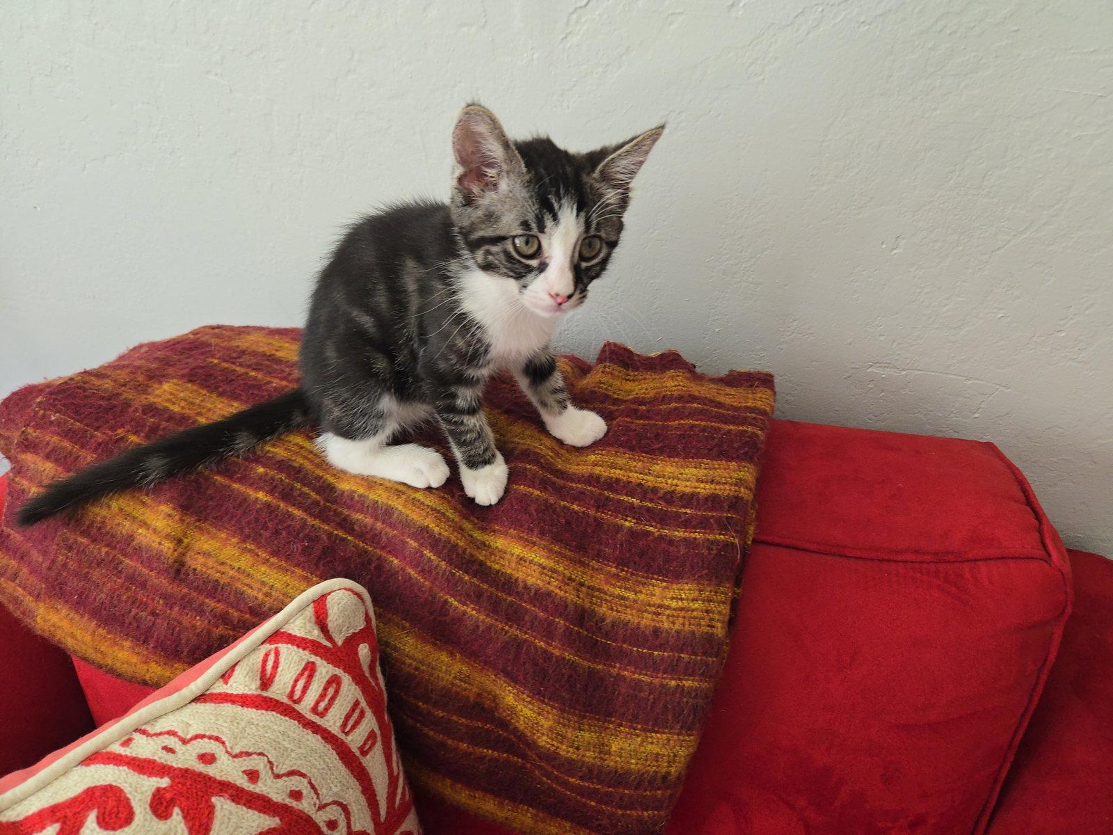 Fiona & Nyx, a Adoptable Domestic Short Hair in Davis, CA image 3/3