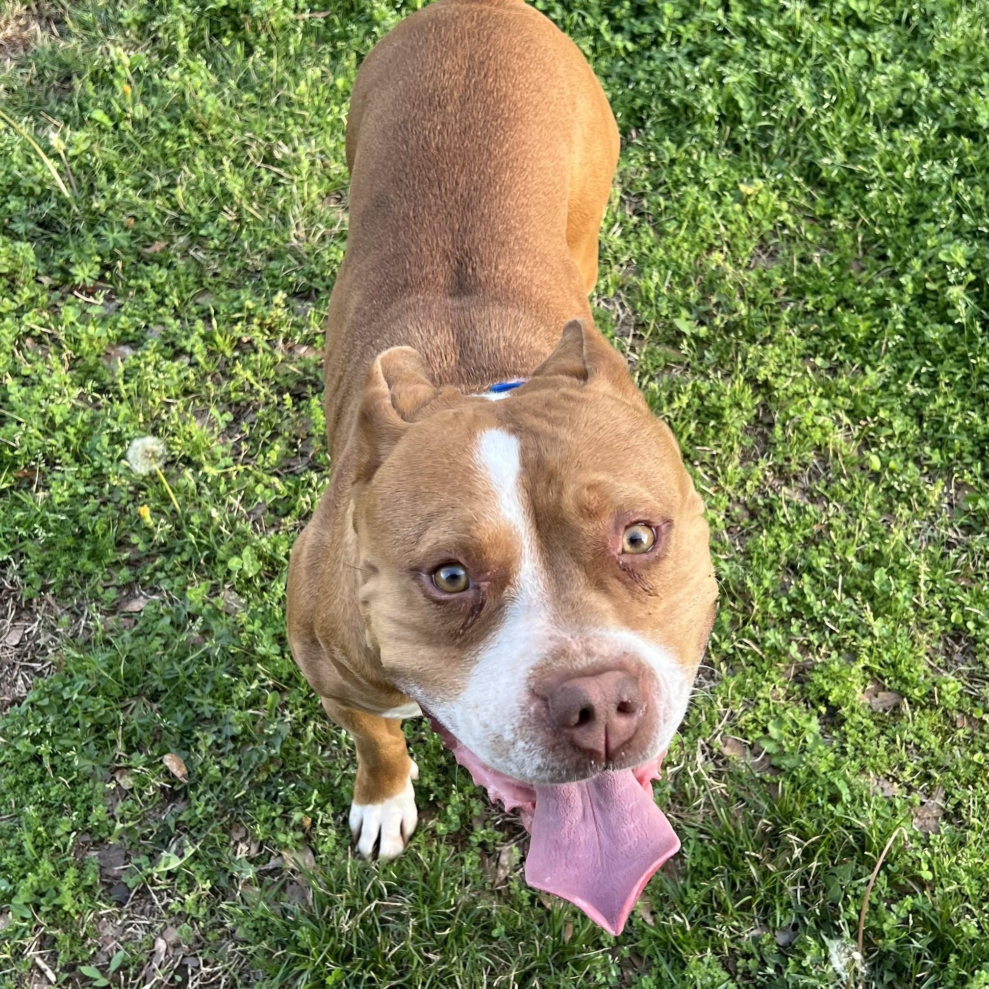 Enlarge Honey, an adopted mixed breed in Helena, AL image 2/2