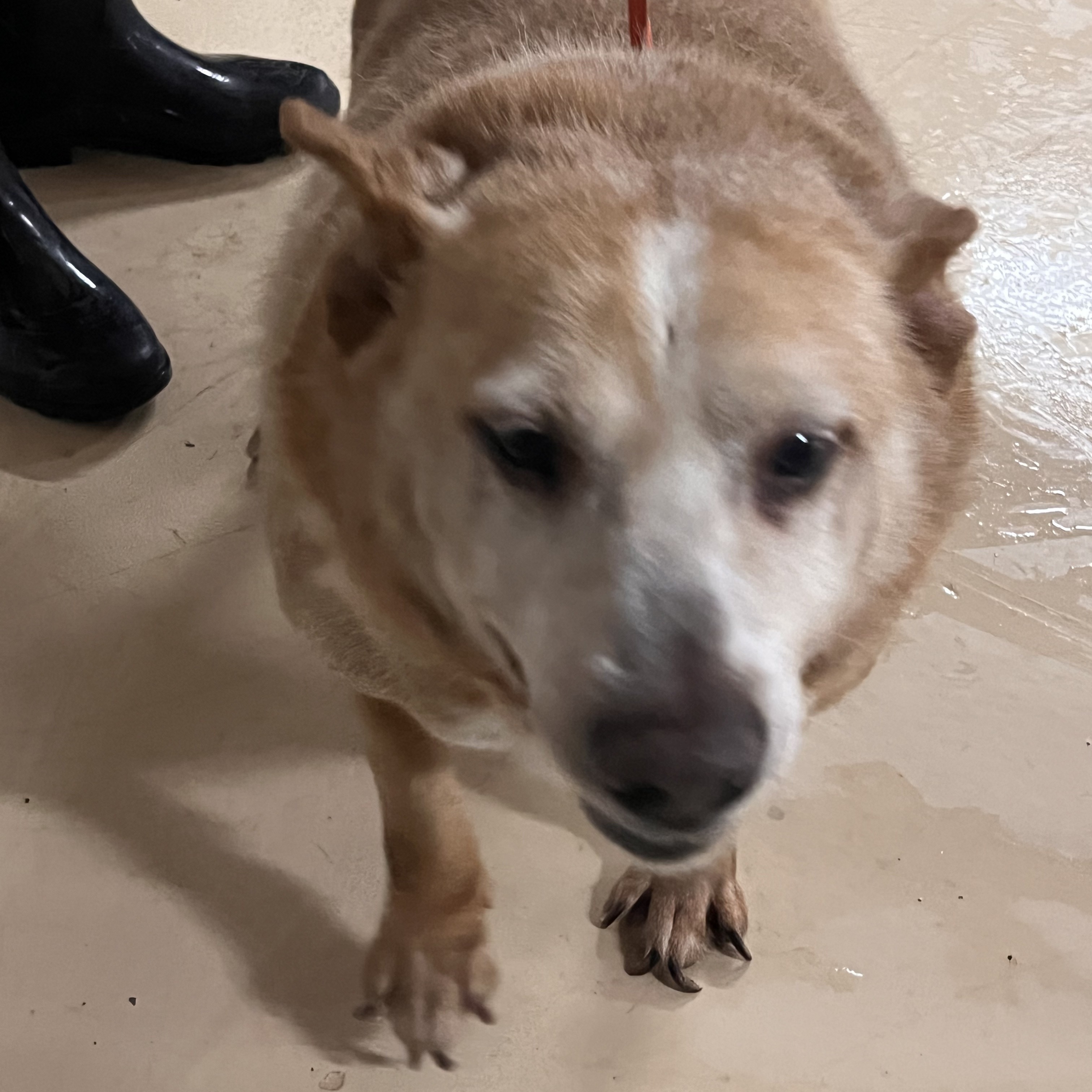 Enlarge Solovino , a Adoptable mixed breed in Portland, OR image 2/6