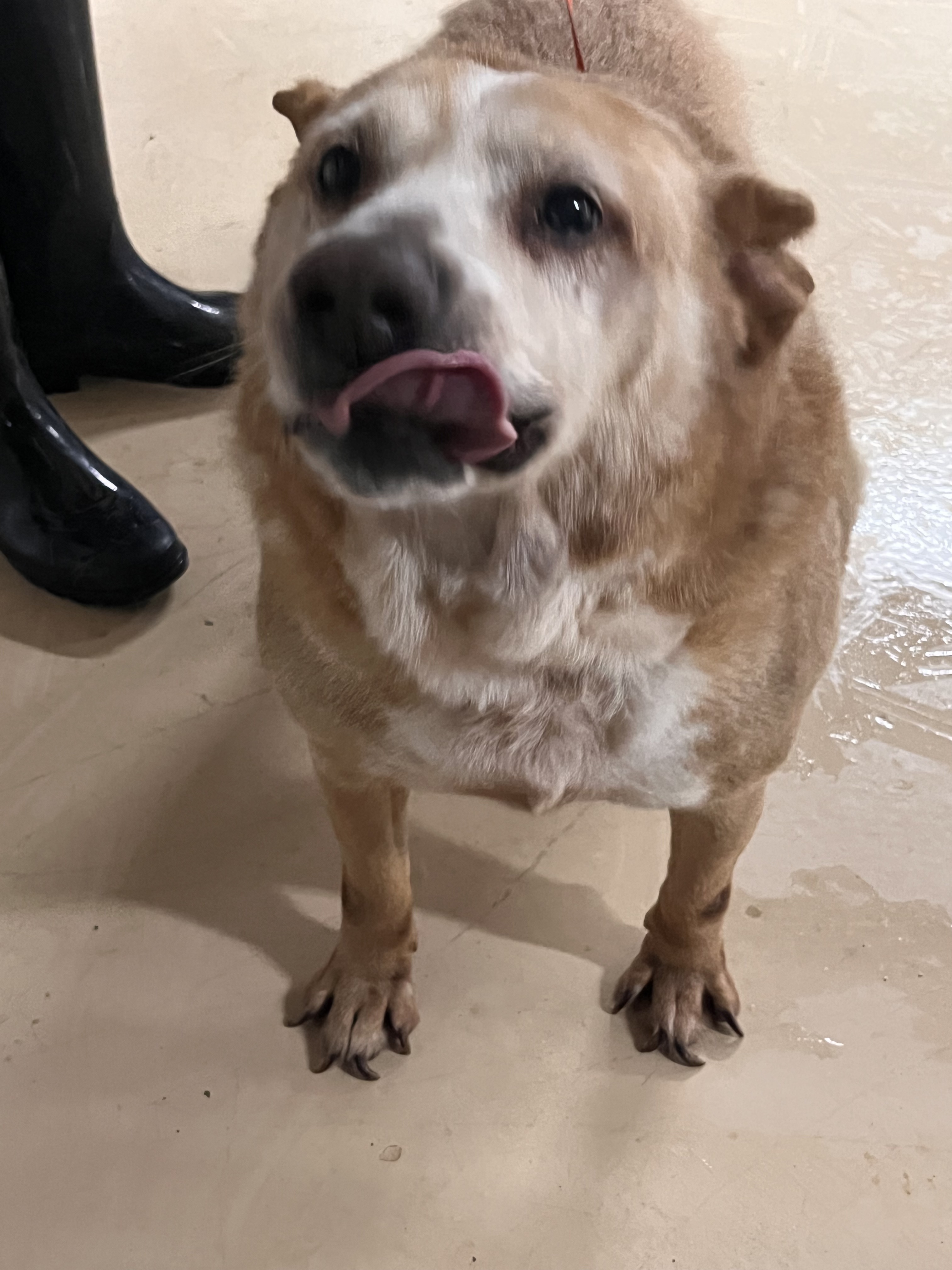 Enlarge Solovino , a Adoptable mixed breed in Portland, OR image 3/6