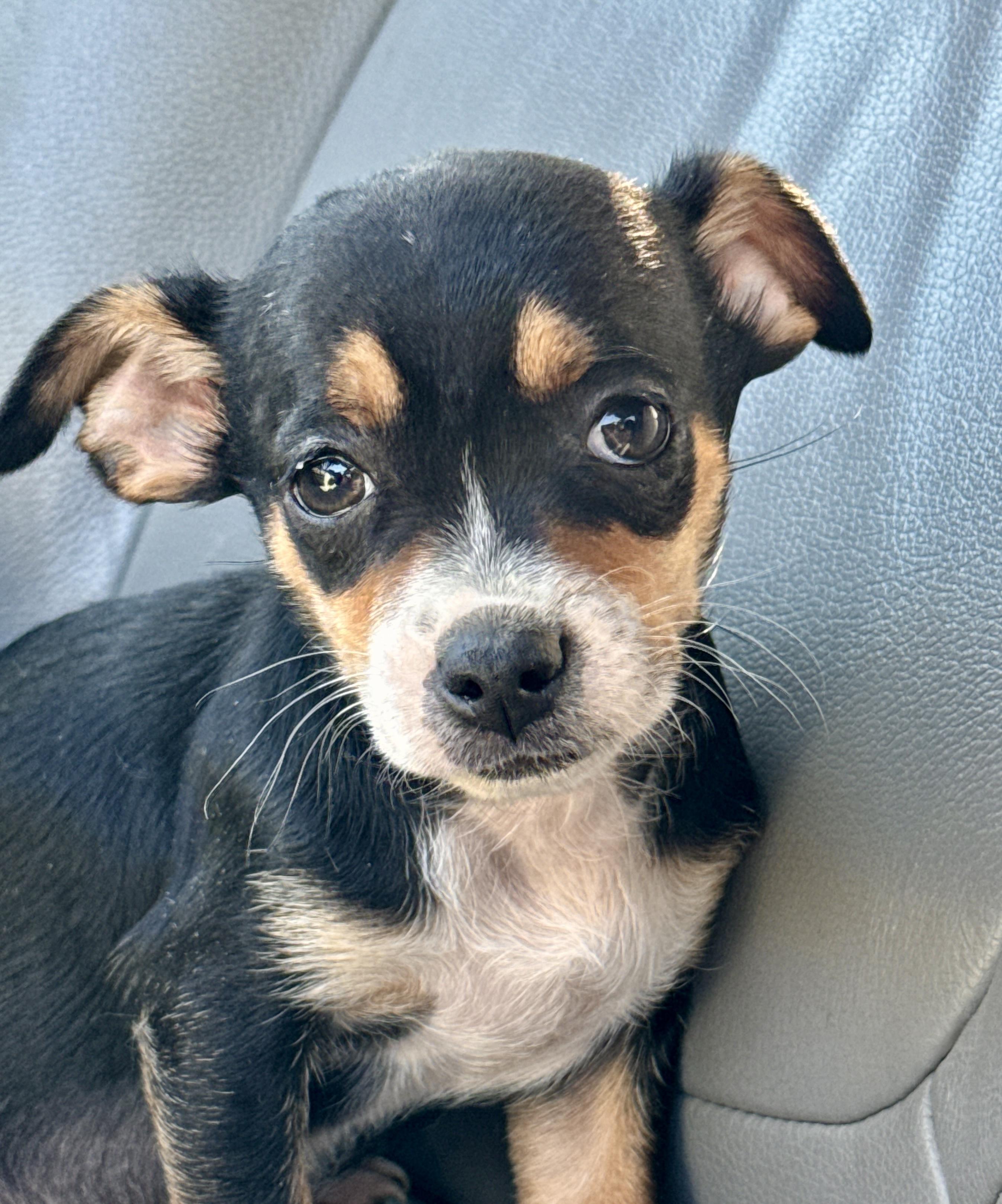 Enlarge Dr Beeper, an adoption pending mixed breed in Los Angeles, CA image 1/1