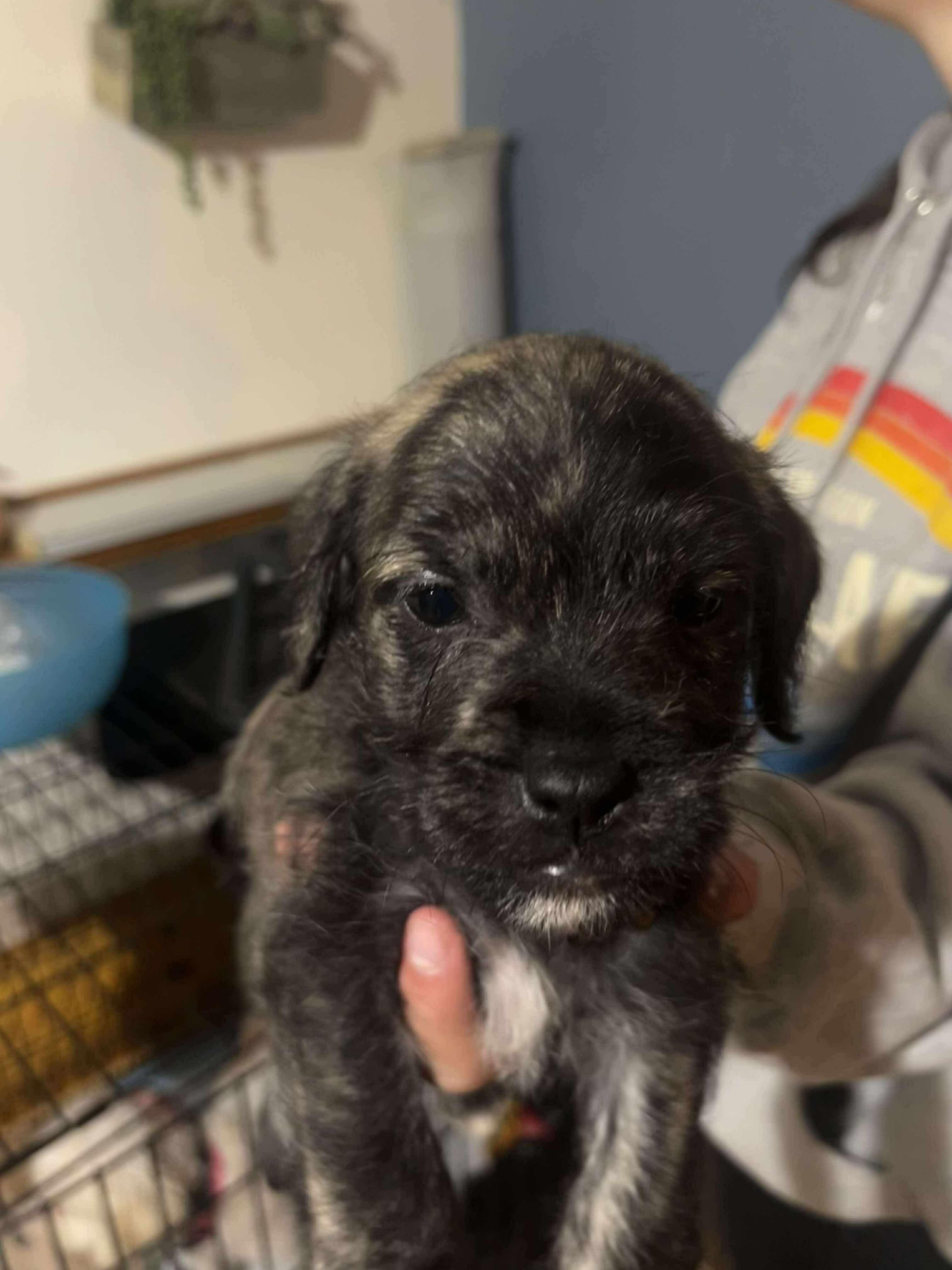 Marley